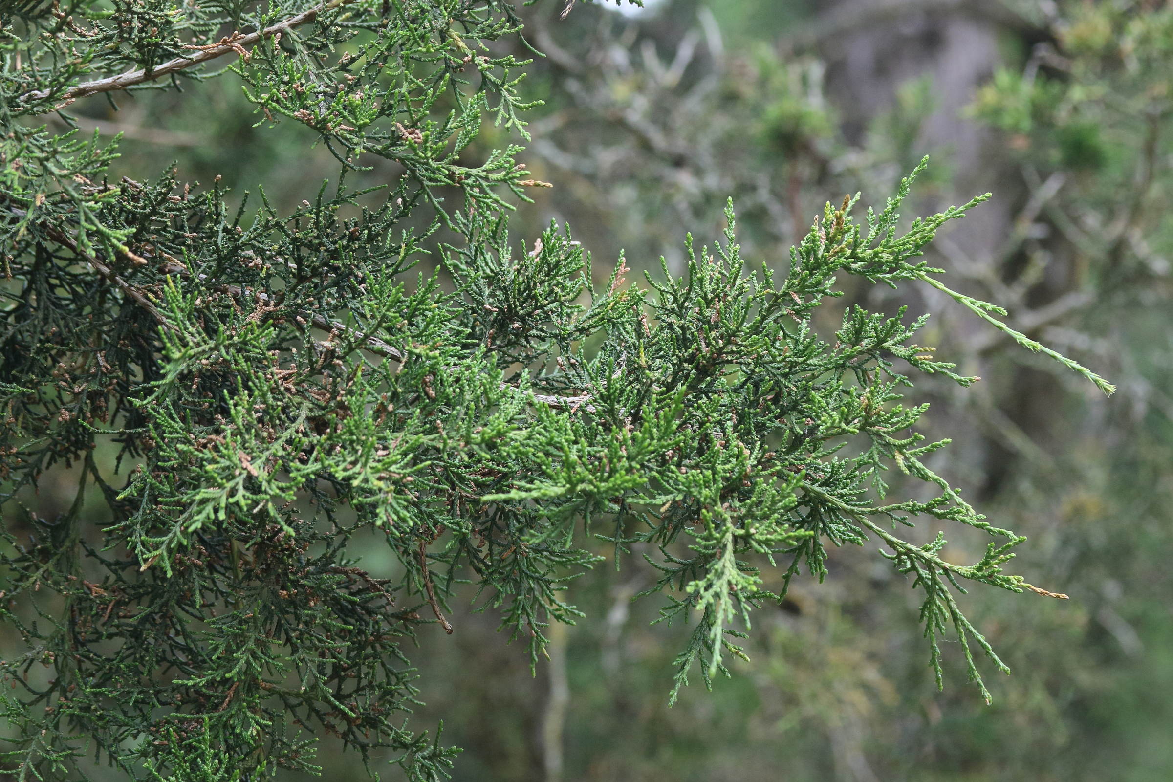 juniperus_virginiana1md