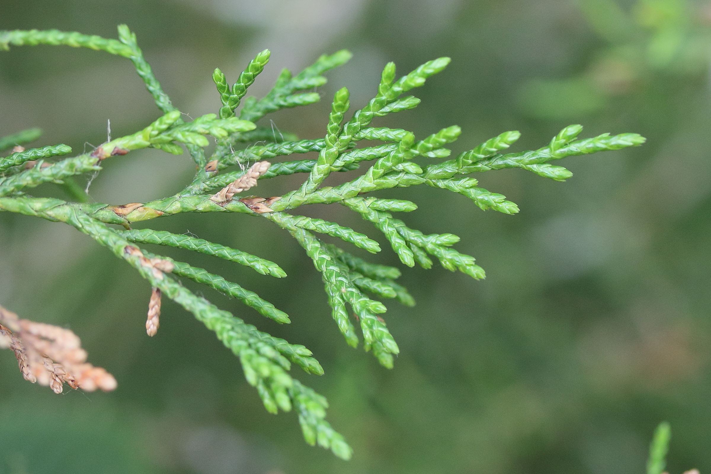 juniperus_virginiana2md