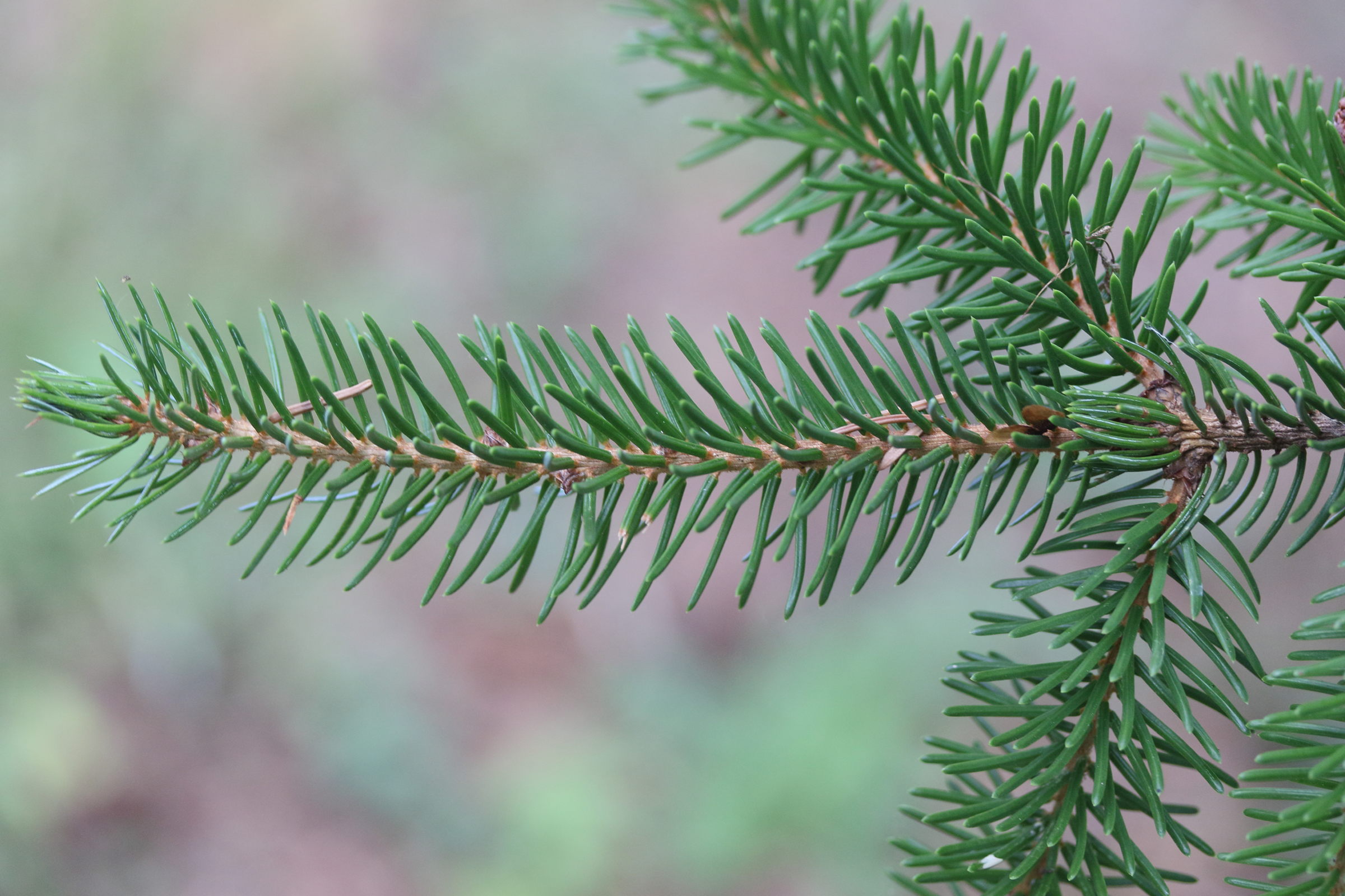 picea_omorica2md