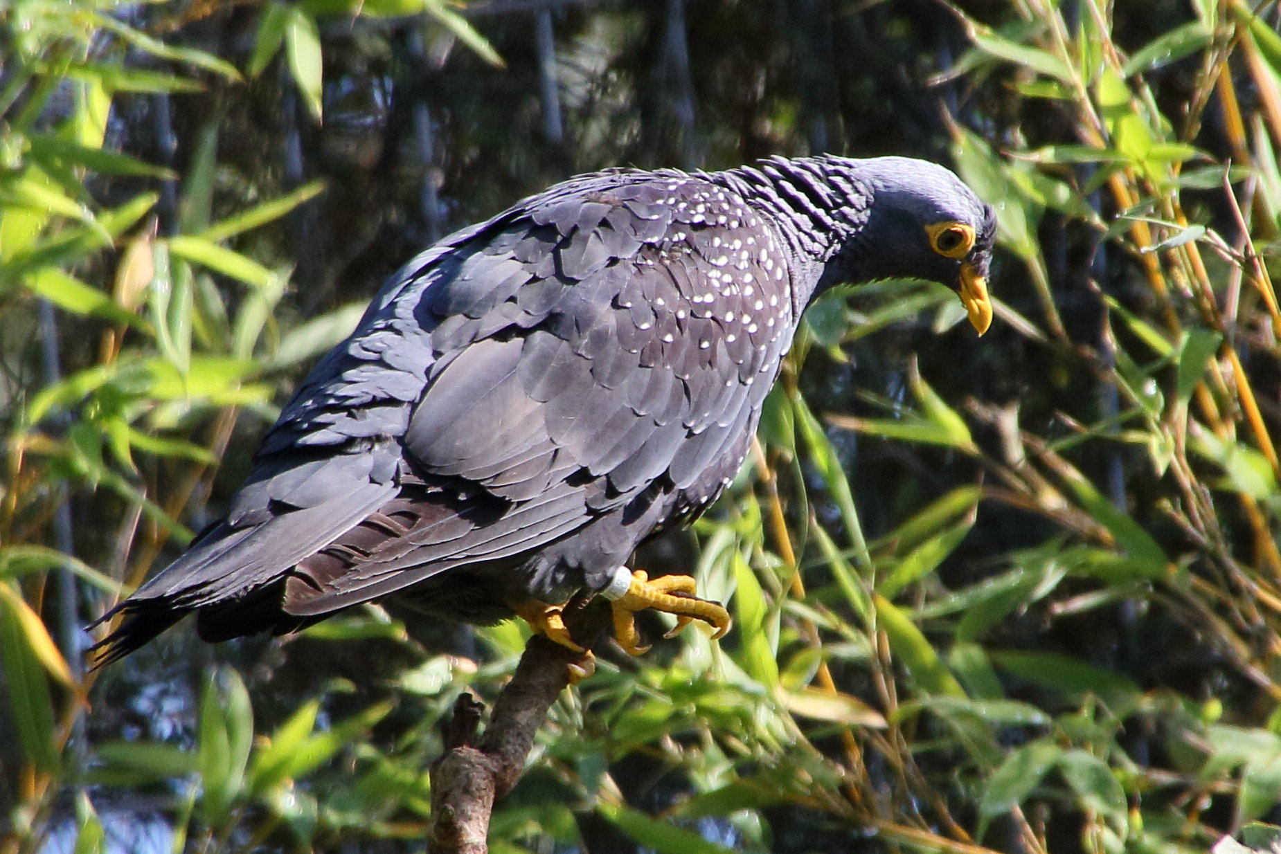 pigeon_rameron_-_columba_arquatrix1md