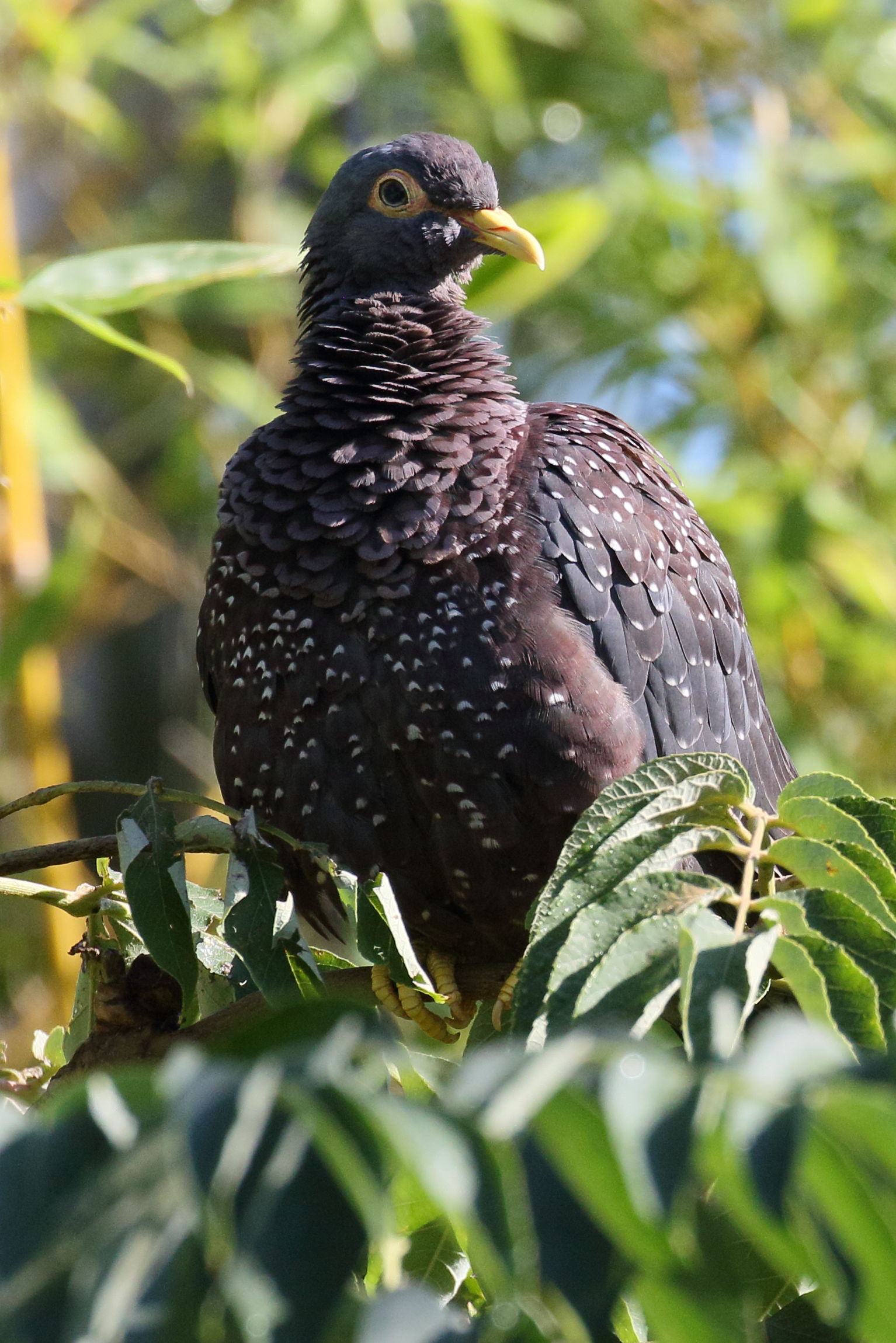 pigeon_rameron_-_columba_arquatrix2bd
