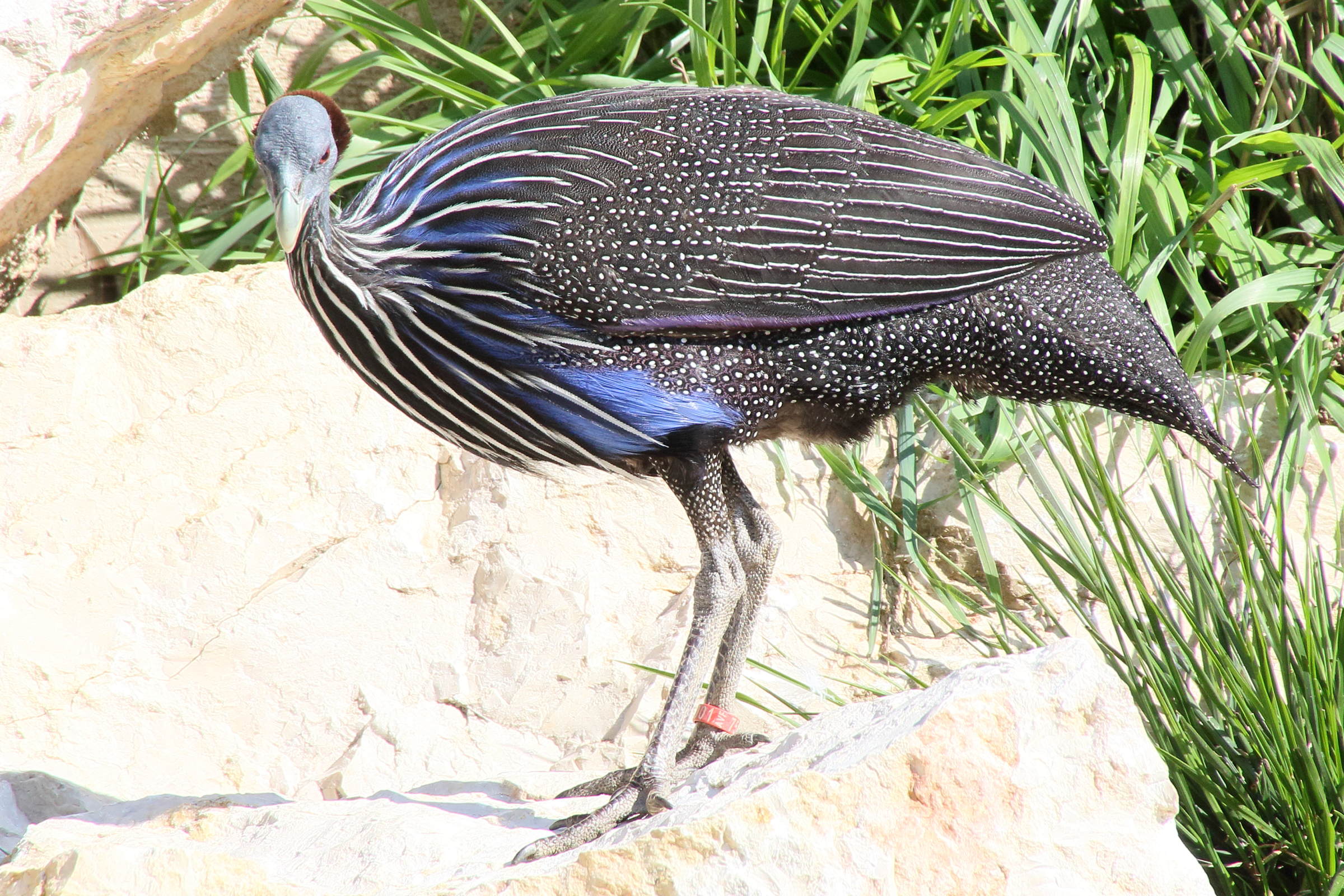 pintade_vulturine_-_acryllium_vulturinum2md