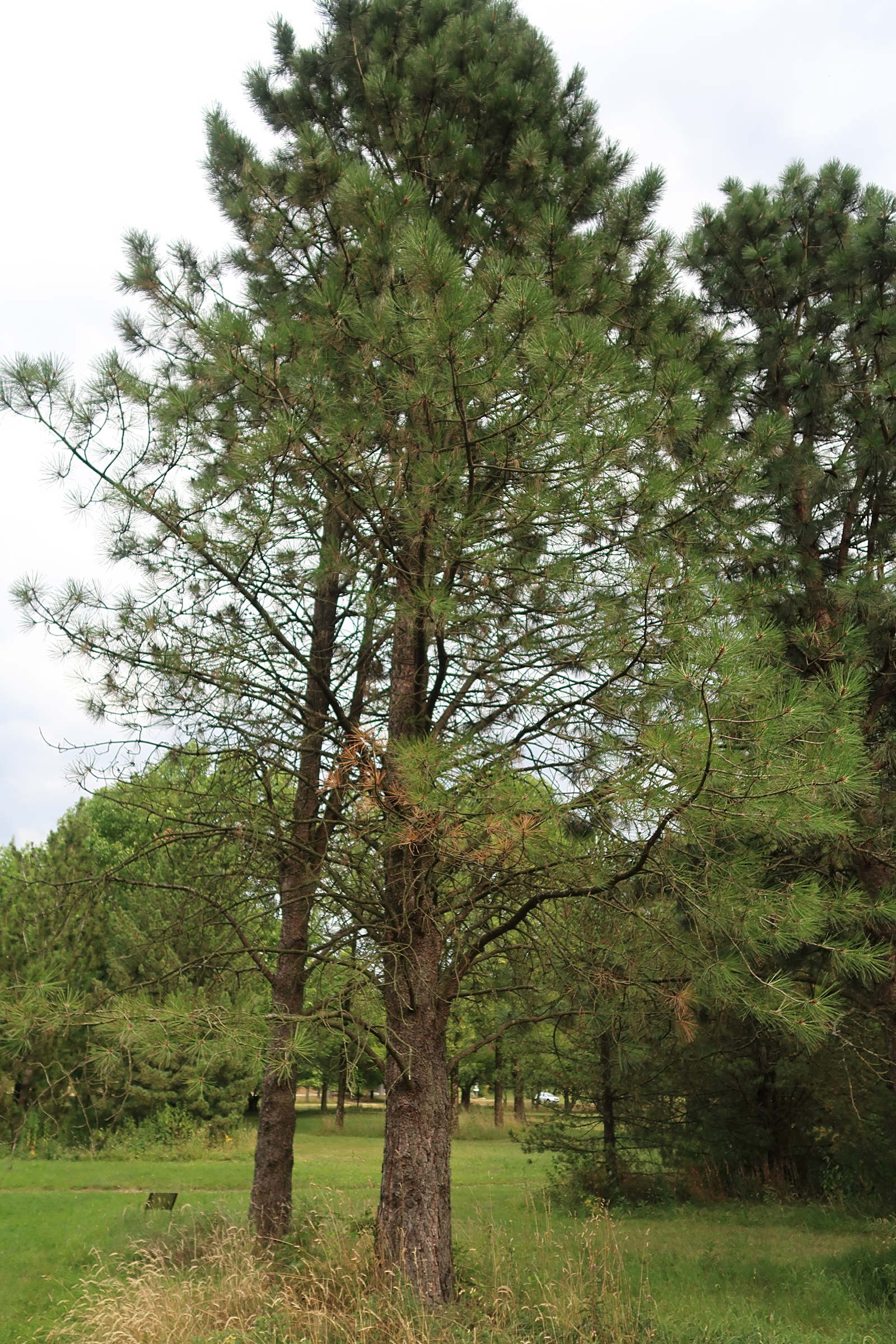 pinus_ponderosa1md