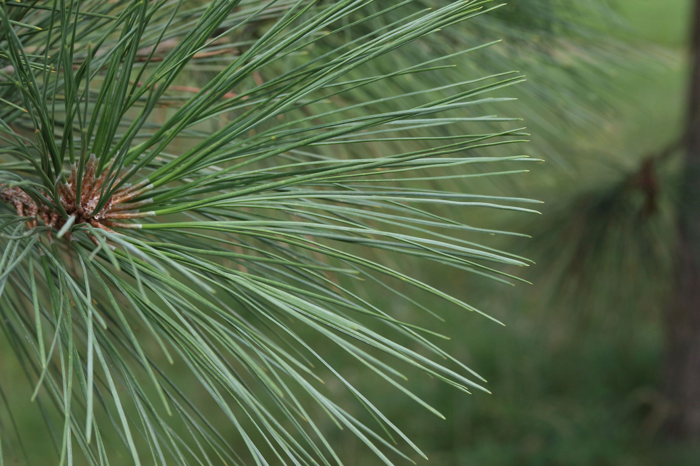 pinus_ponderosa2md