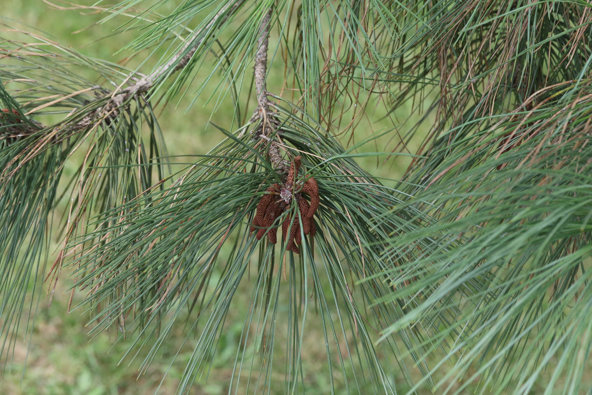 pinus_ponderosa3md