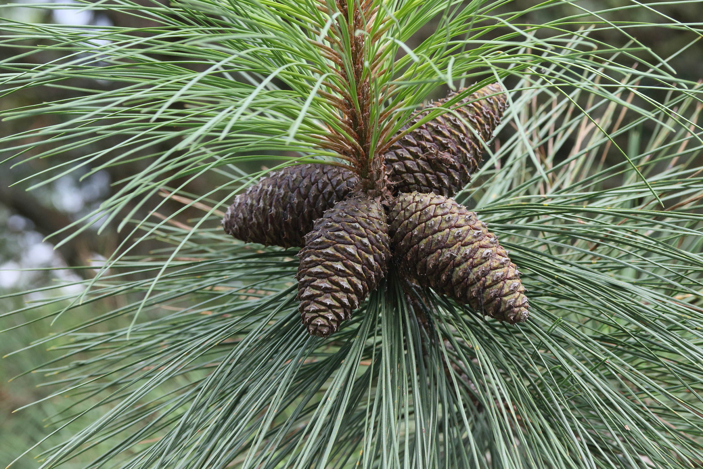 pinus_ponderosa4md