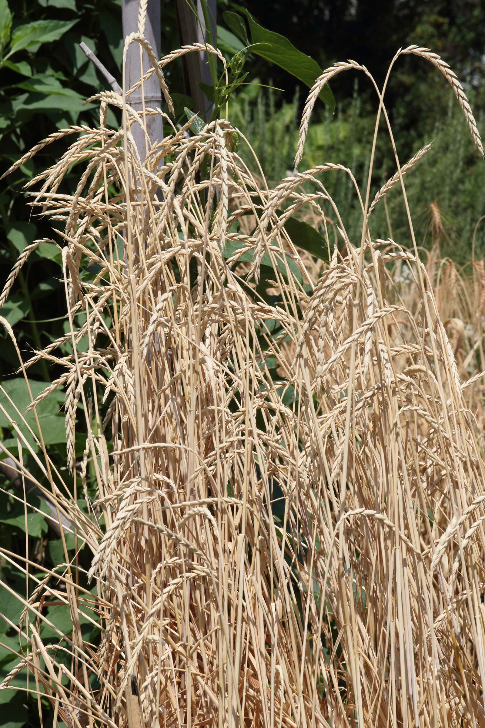 triticum_spelta2md