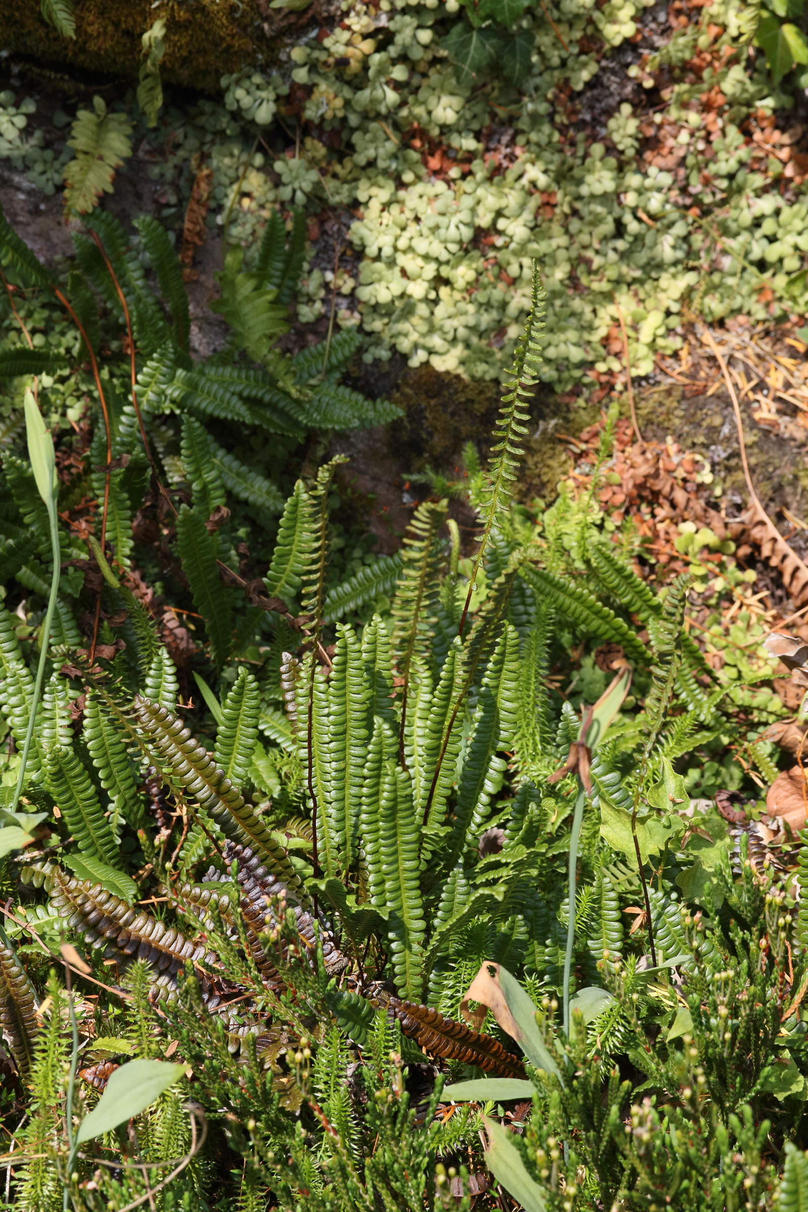 Afficher le média blechnum_penna-marina1md blechnum_penna-marina1md