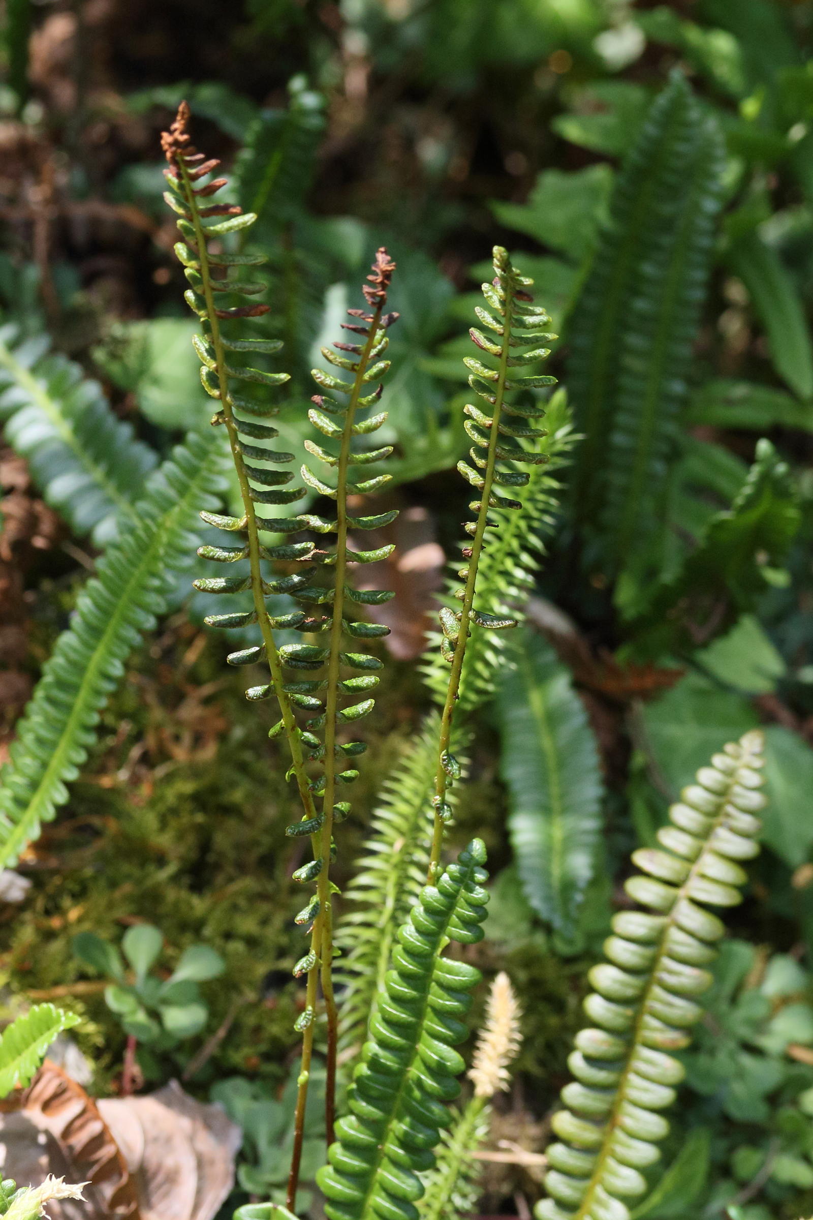 Afficher le média blechnum_penna-marina2md blechnum_penna-marina2md