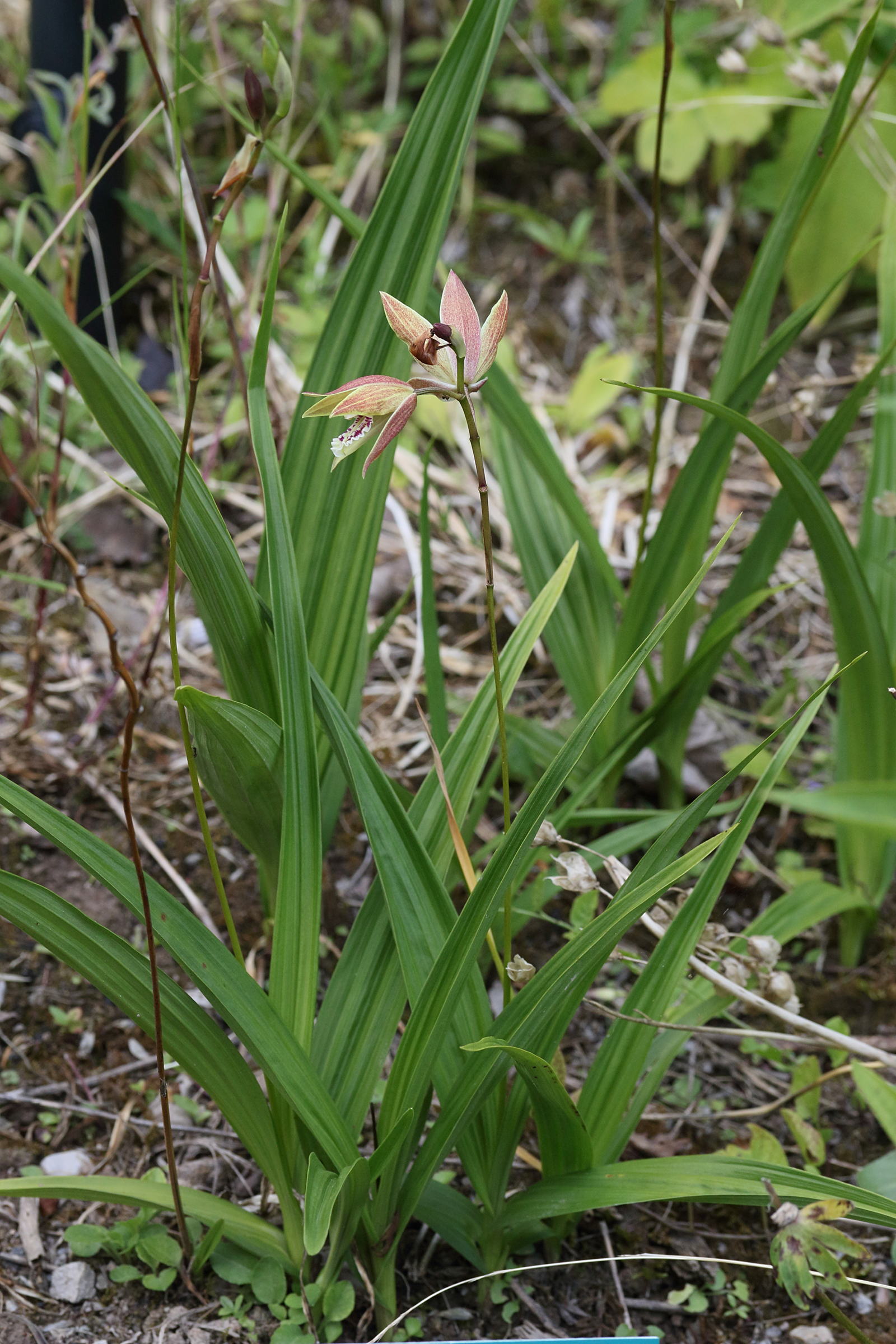 Afficher le média bletilla_ochracea1md bletilla_ochracea1md