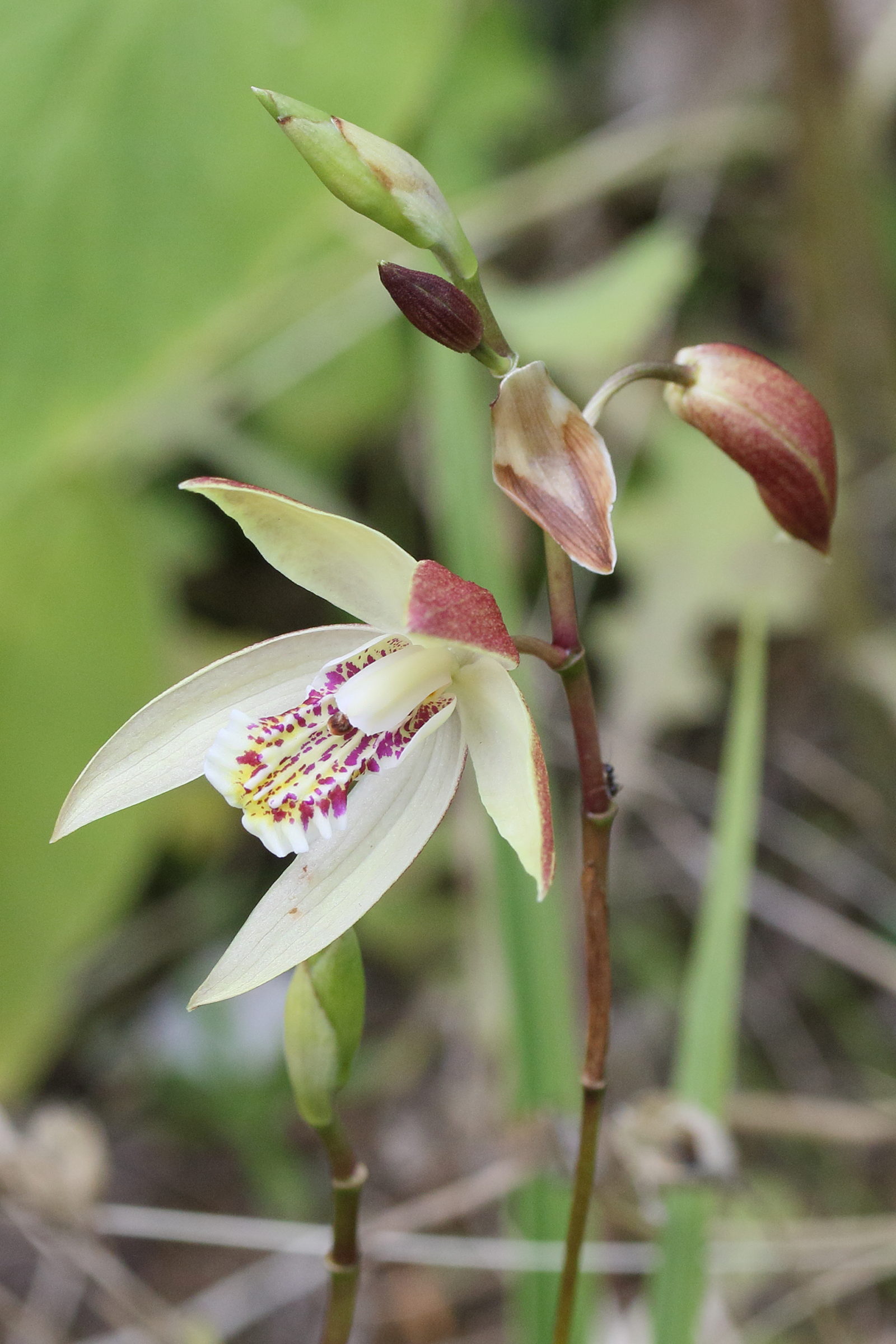 Afficher le média bletilla_ochracea2md bletilla_ochracea2md