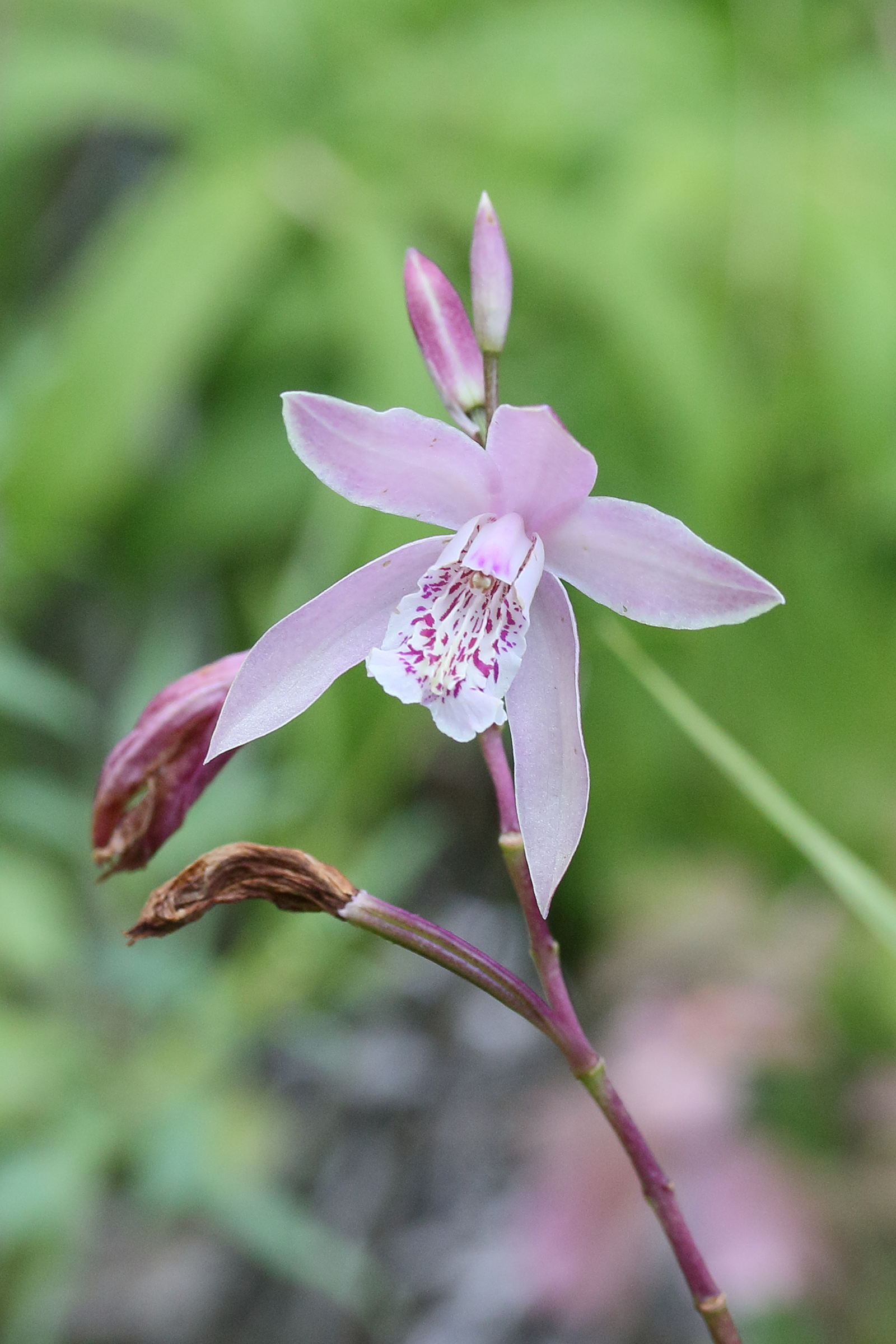 Afficher le média bletilla_ochracea3md bletilla_ochracea3md