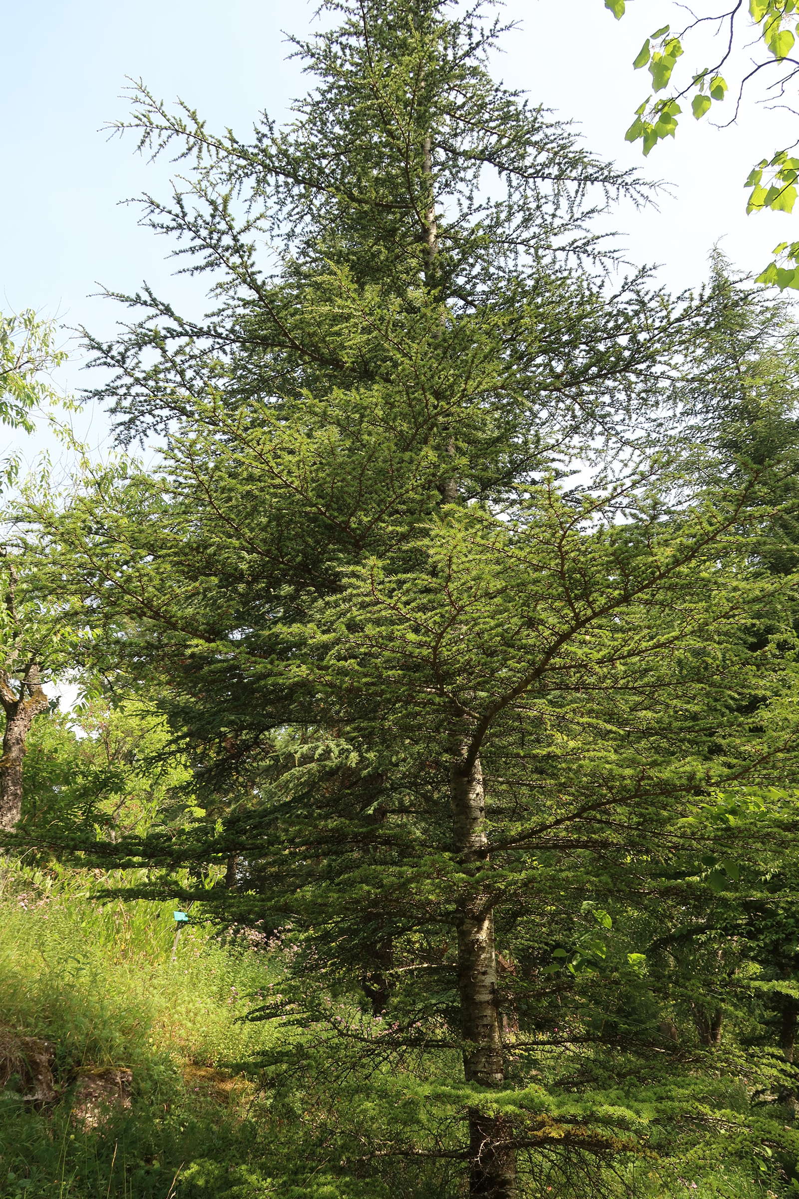 cedrus_brevifolia1md