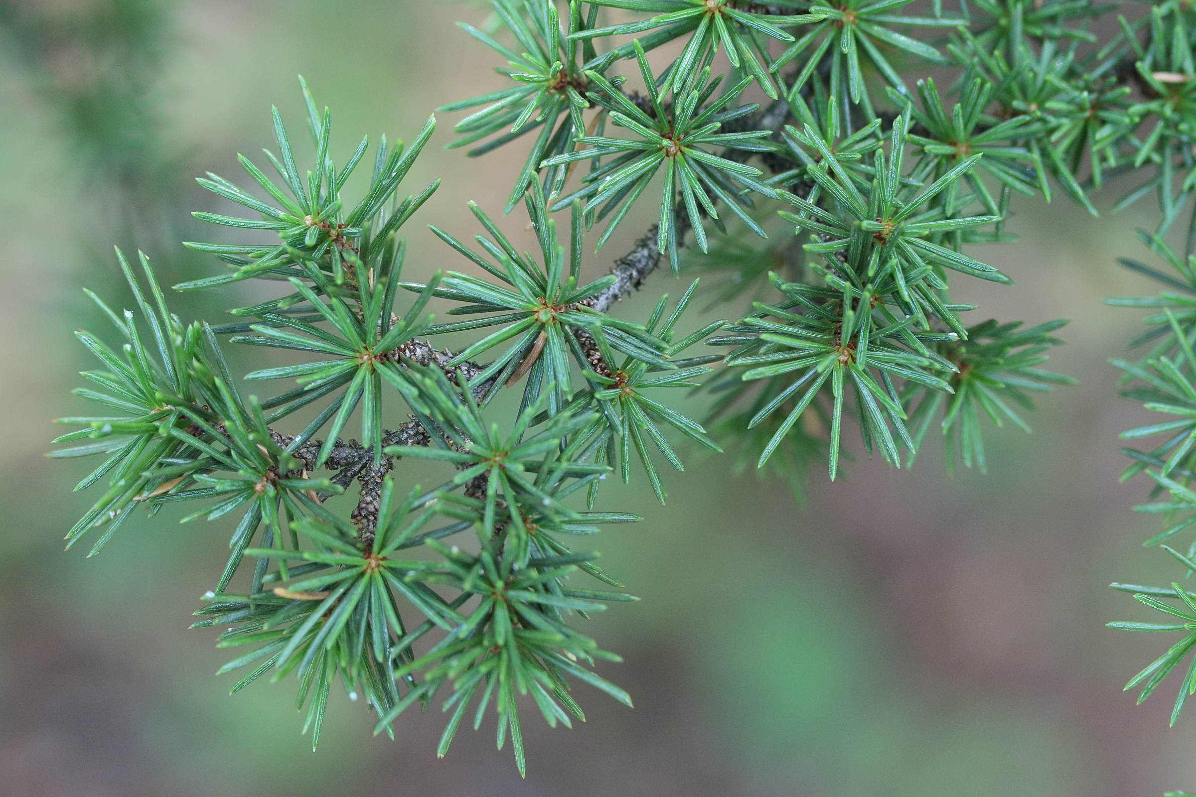 cedrus_brevifolia2md