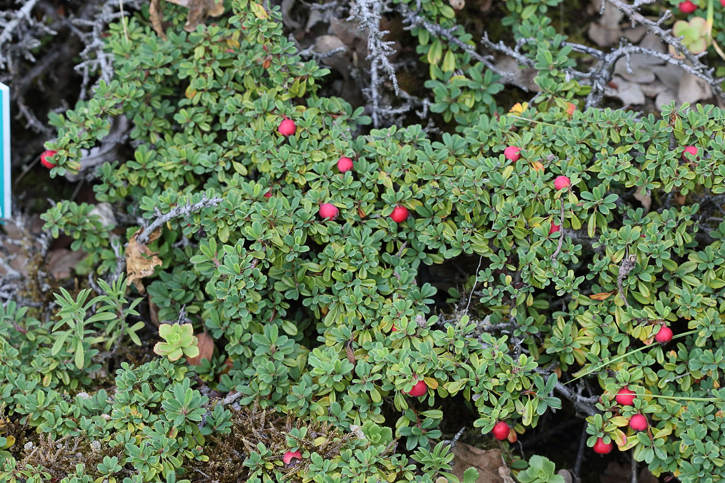 Afficher le média cotoneaster_congestus1bd cotoneaster_congestus1bd