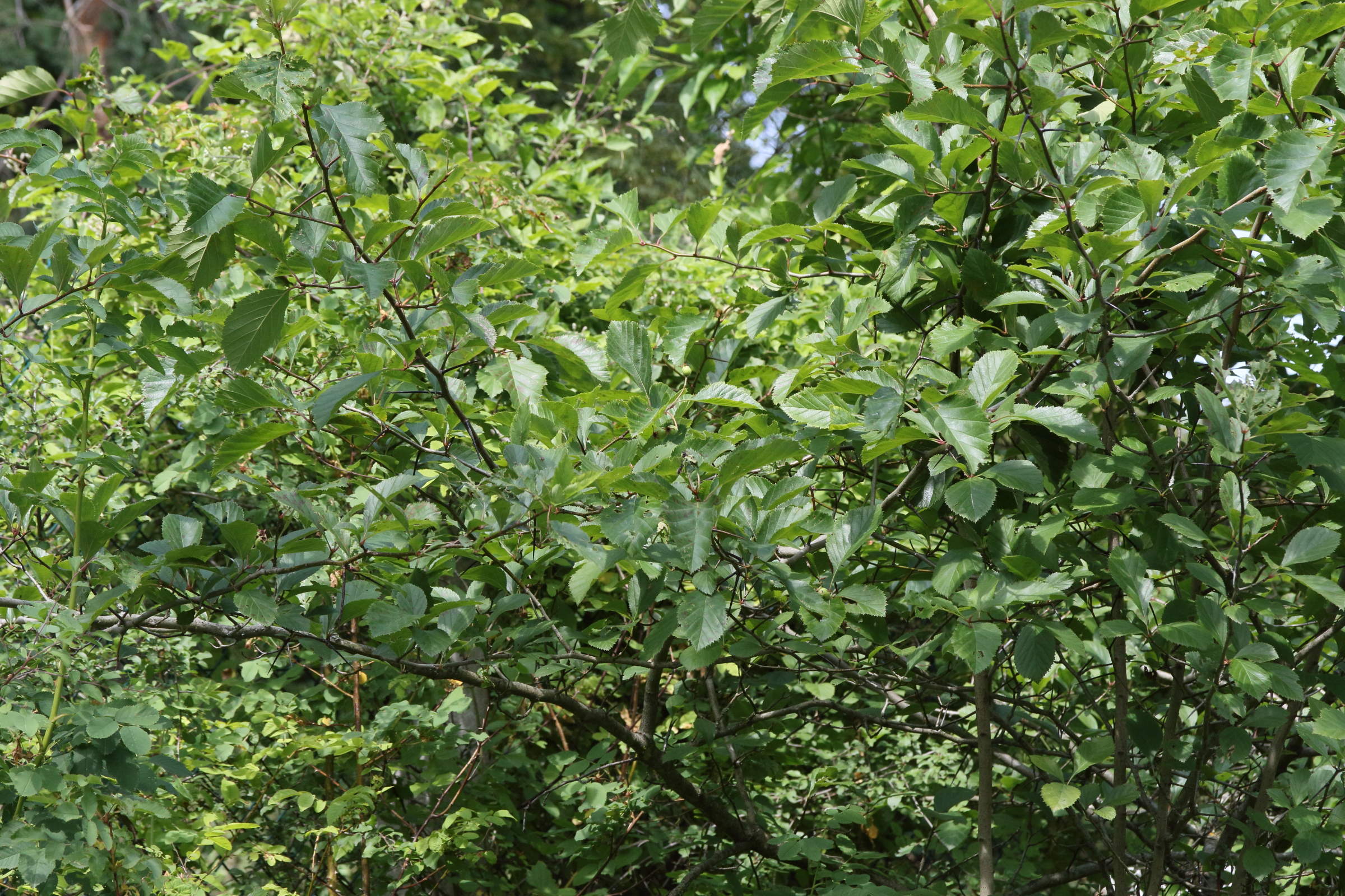crataegus_harbisonii1md