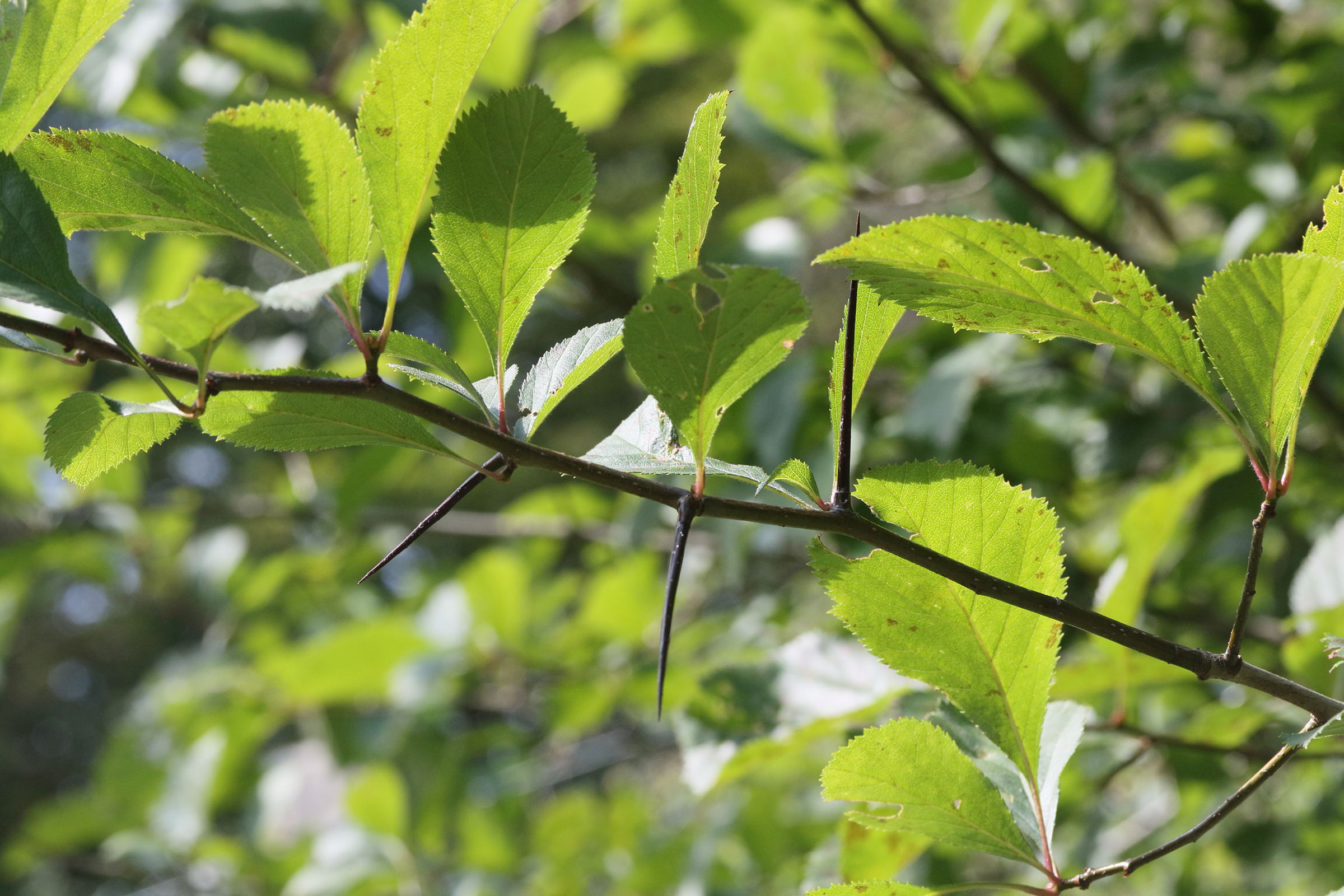 crataegus_harbisonii2md