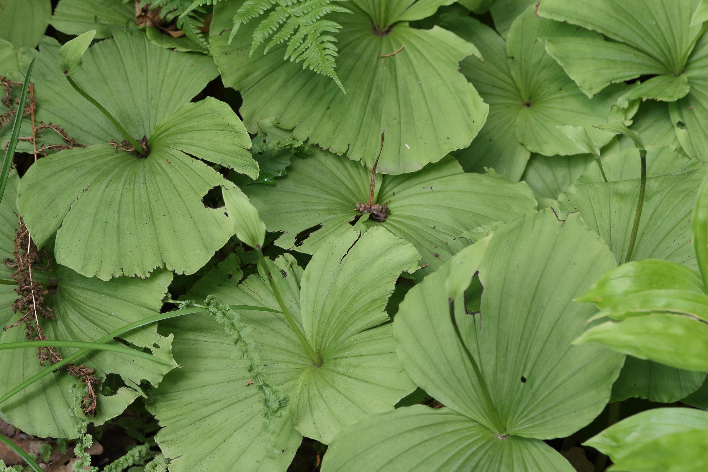 cypripedium_formosanum1md