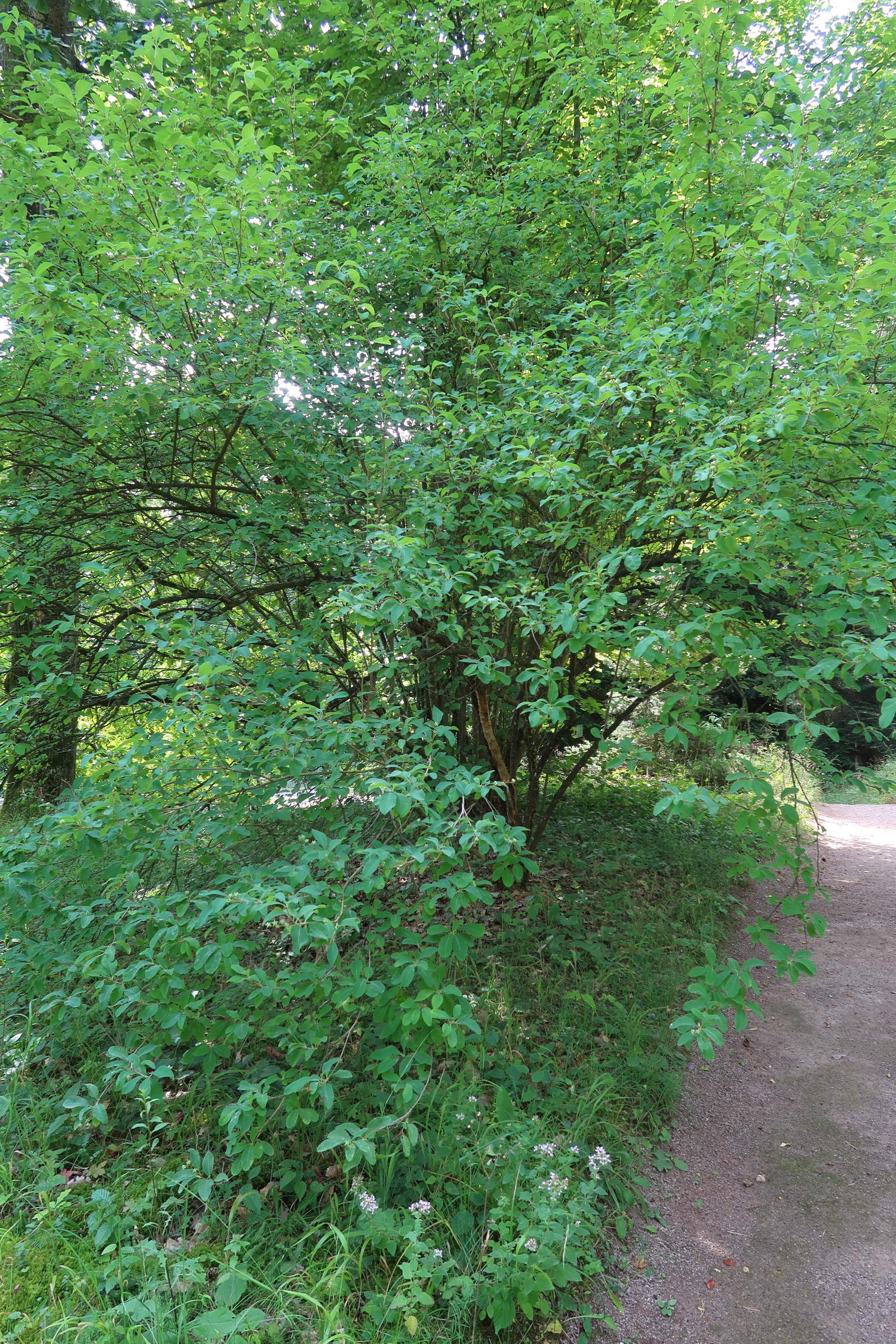 exochorda_racemosa1md