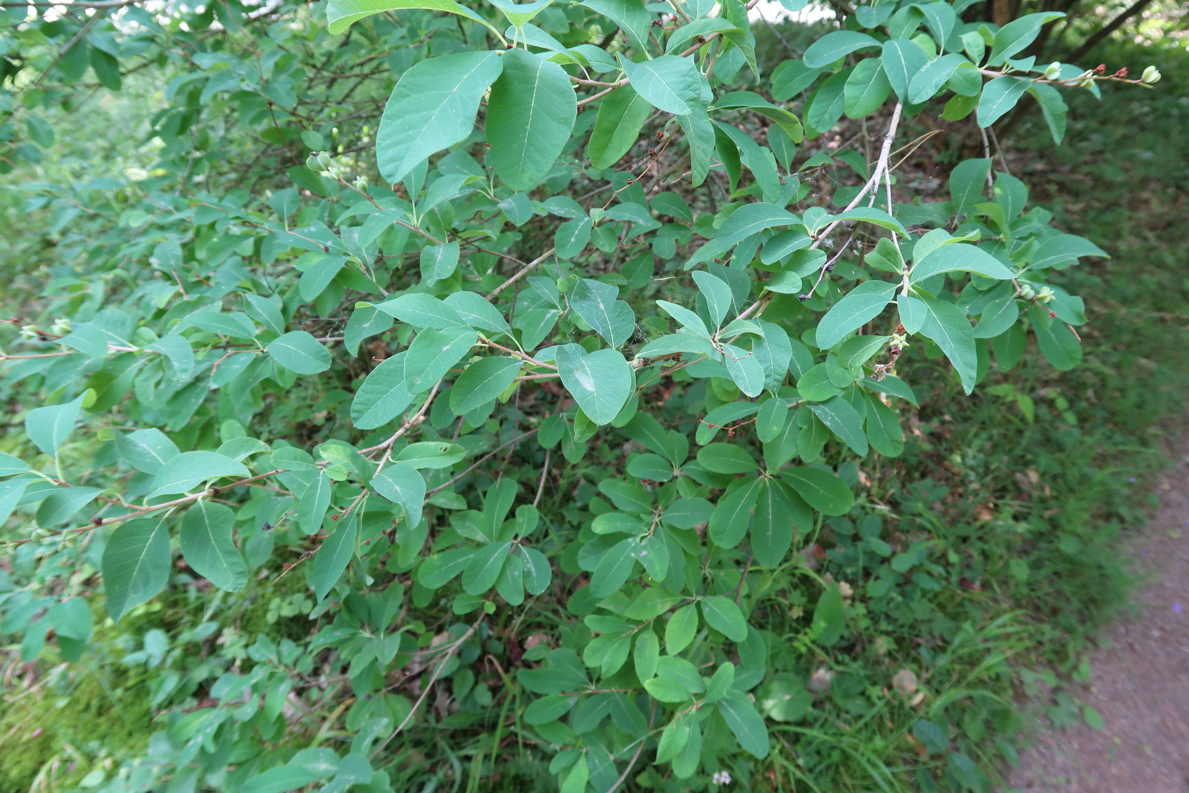 exochorda_racemosa2md