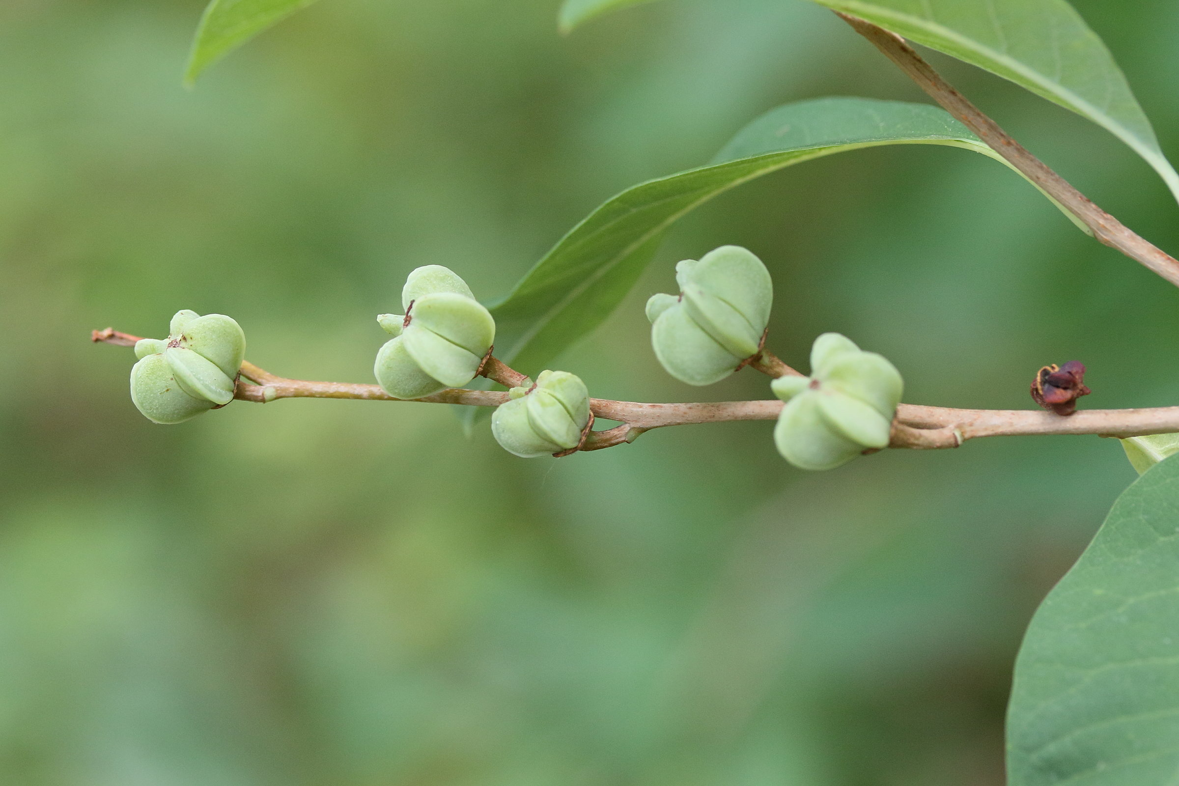 exochorda_racemosa3md