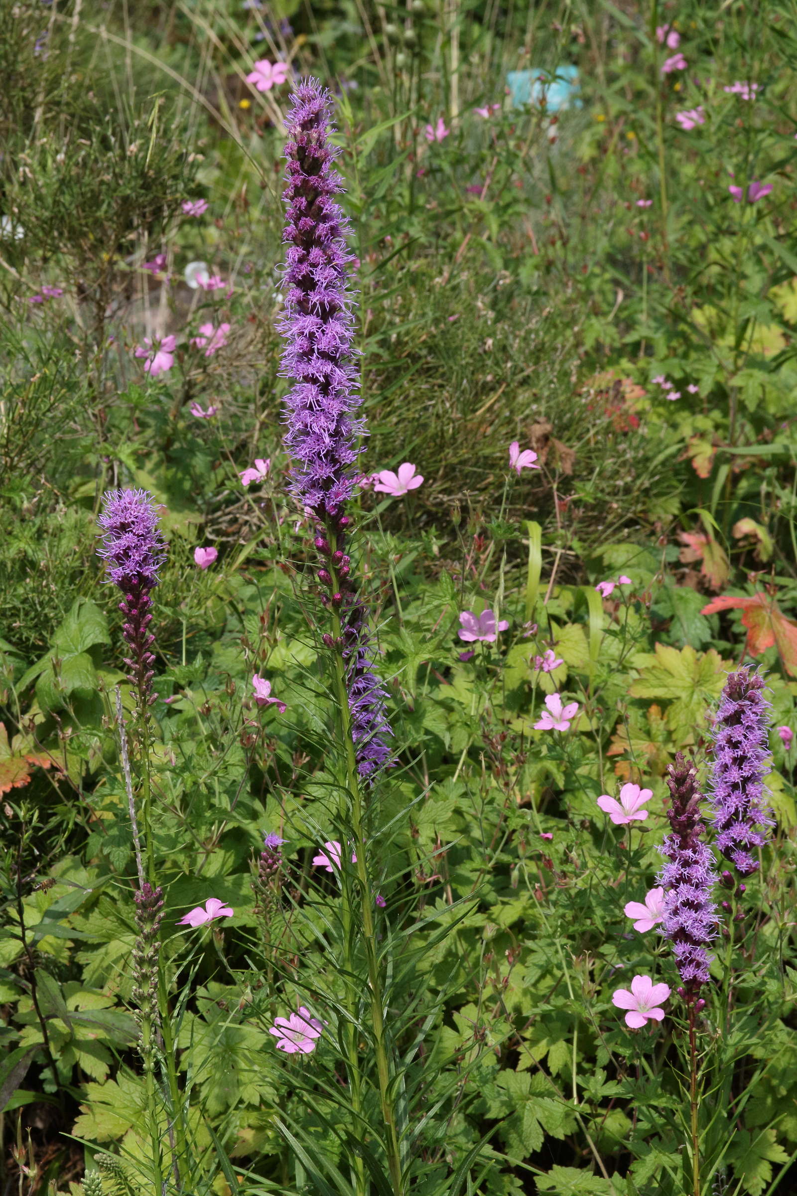 Afficher le média liatris_spicata1md liatris_spicata1md