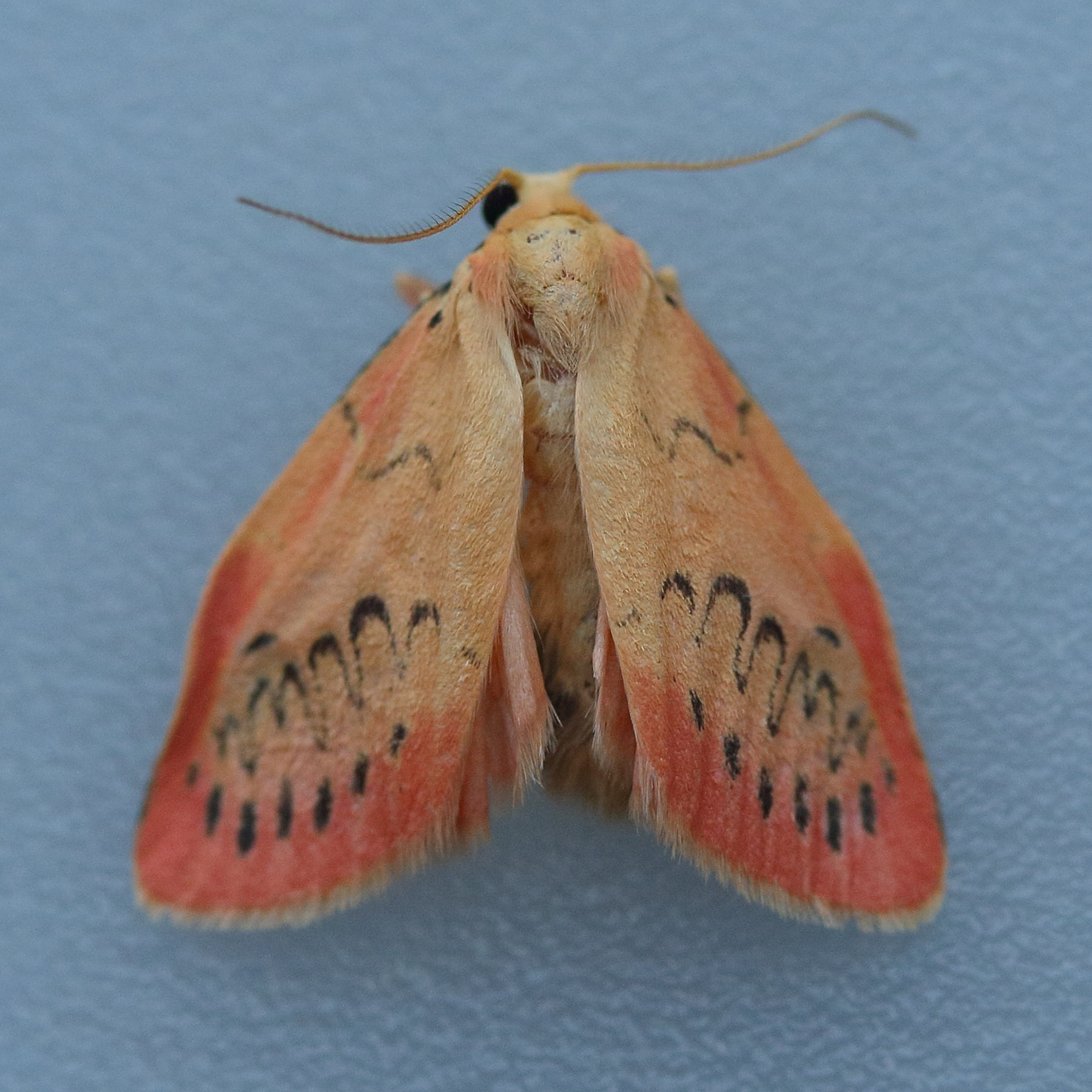 miltochrista_miniata3md