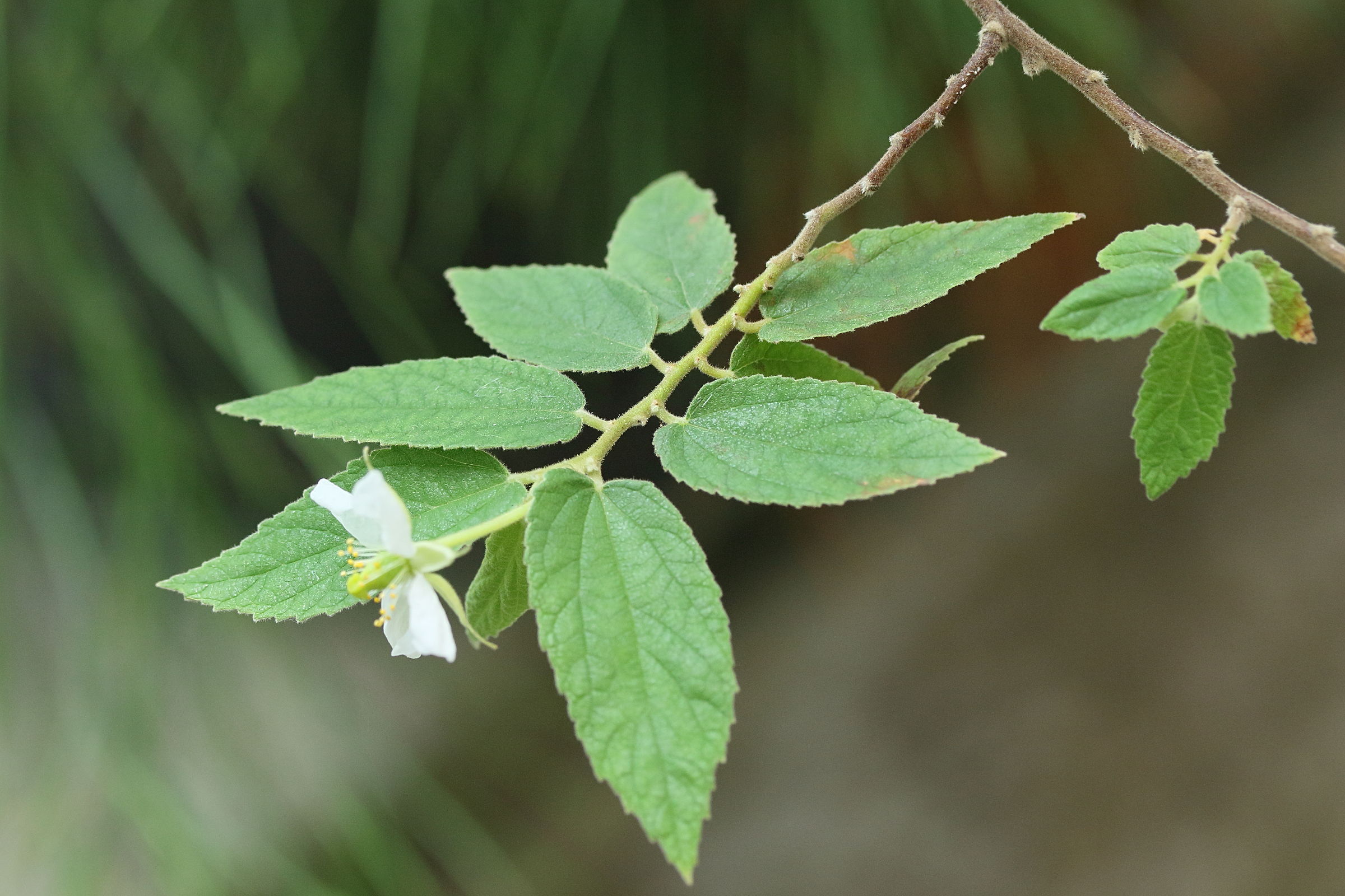 muntingia_calabura5md