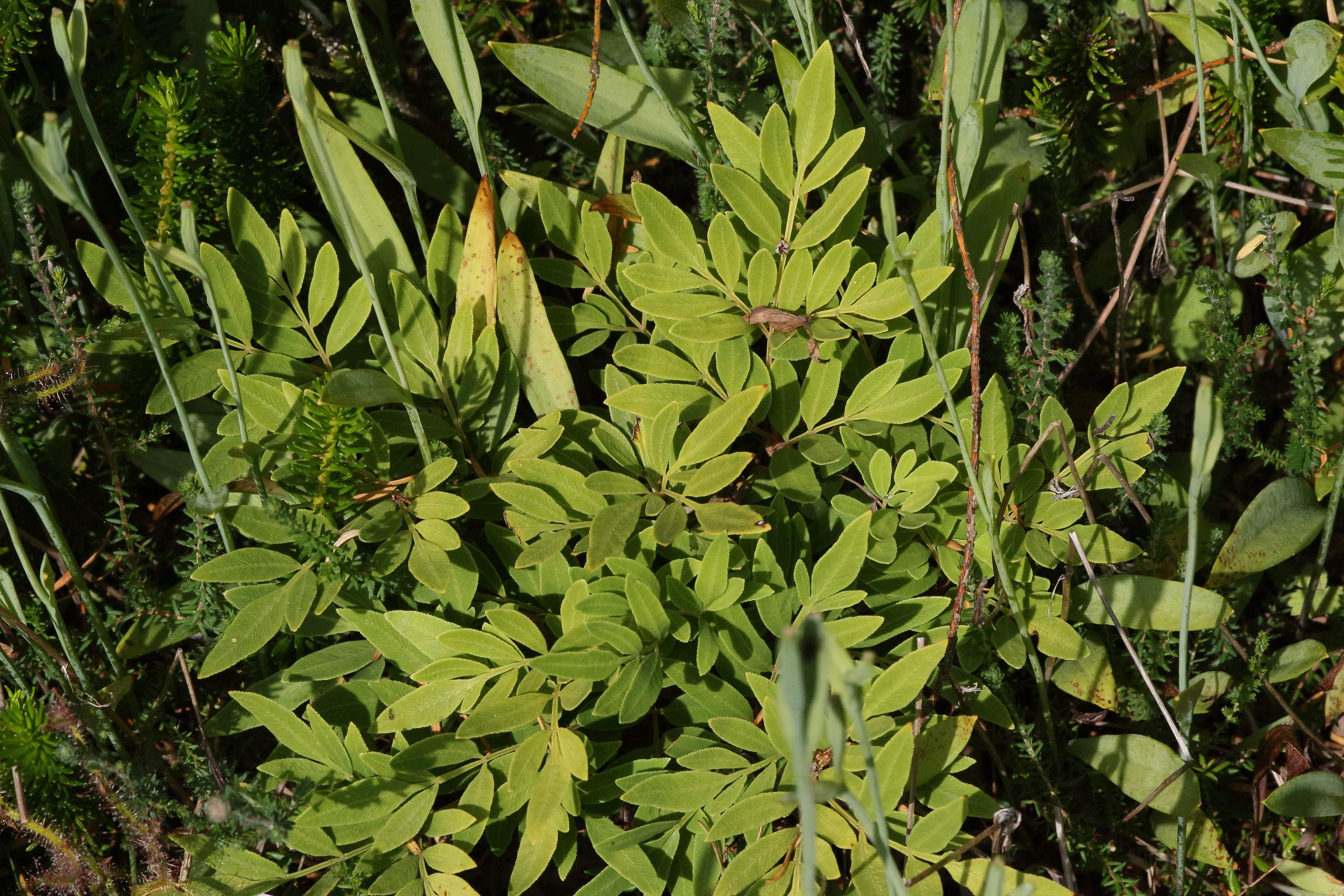 osmunda_lancea1md