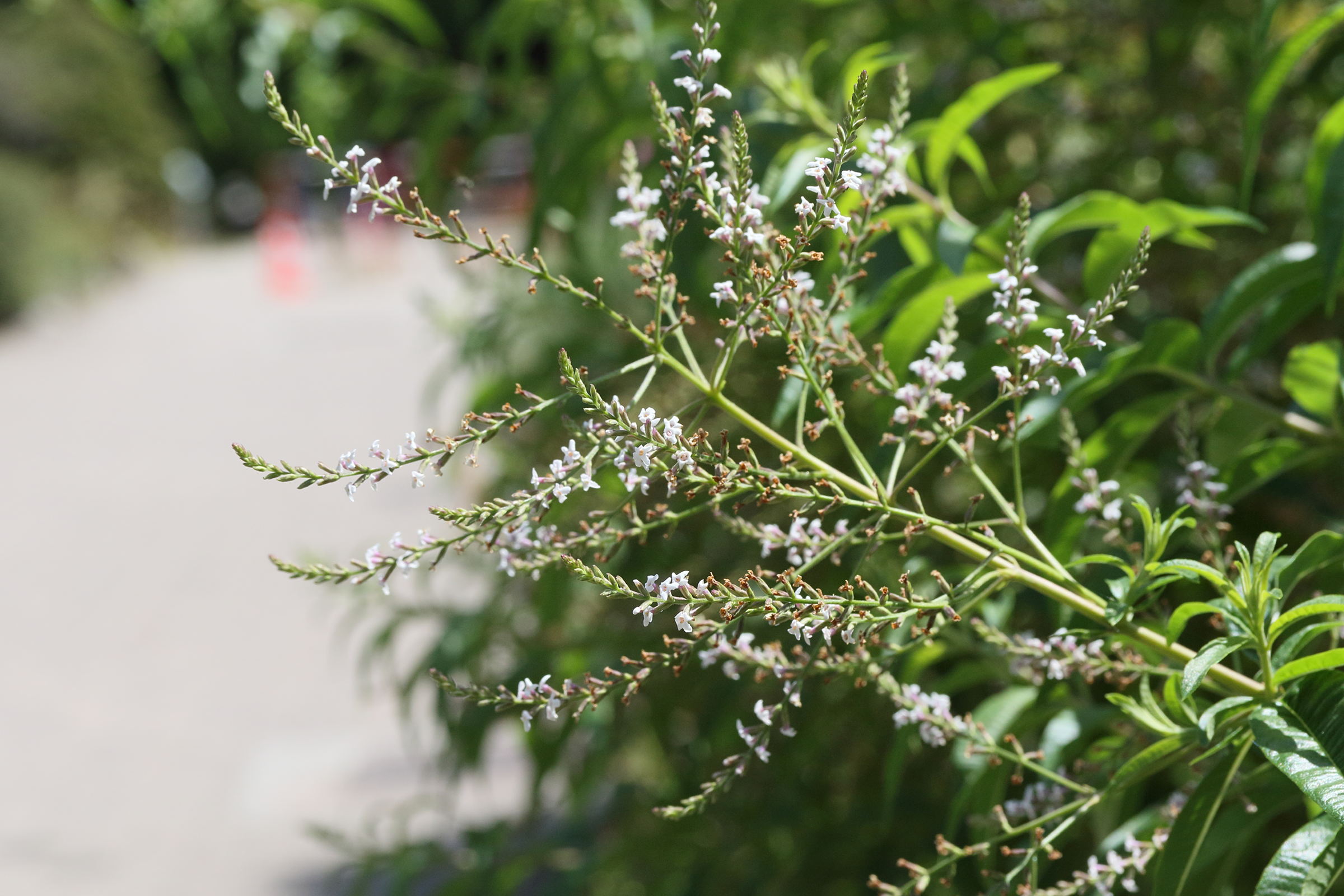 aloysia_citriodora3md