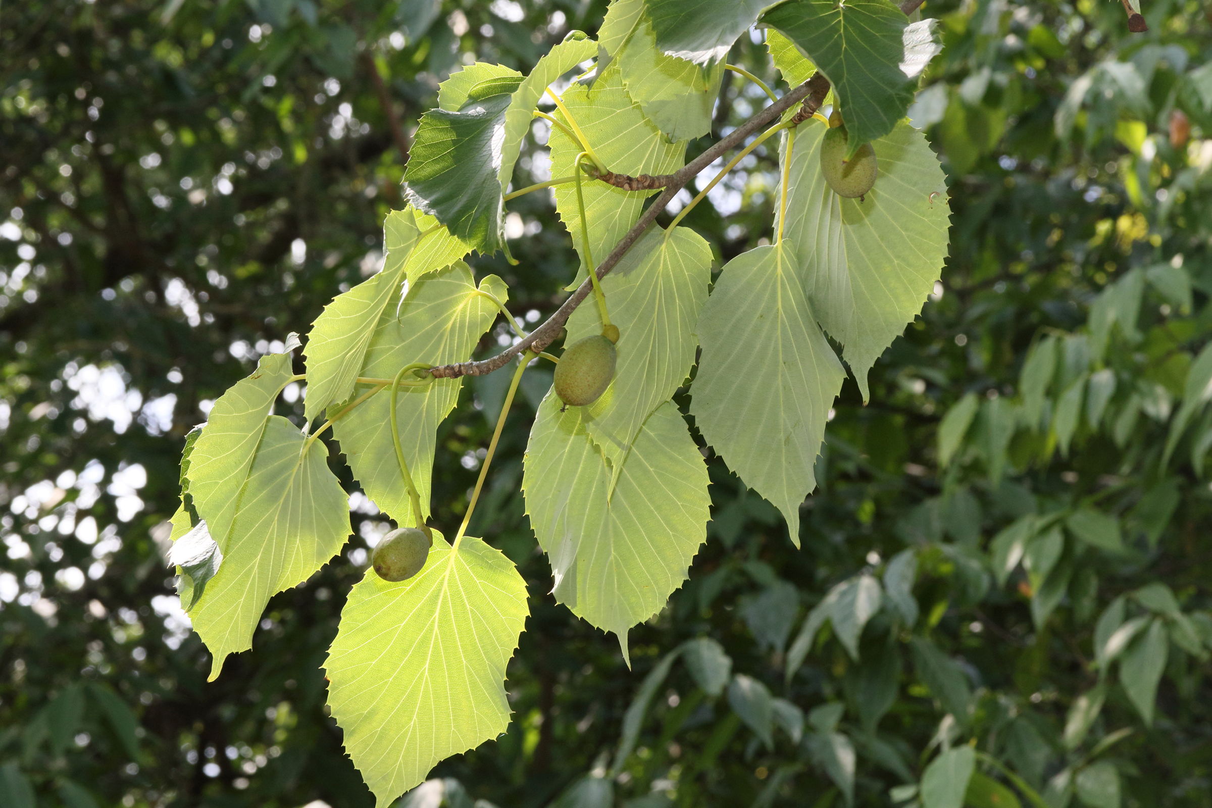 Afficher le média davidia_involucrata8md davidia_involucrata8md