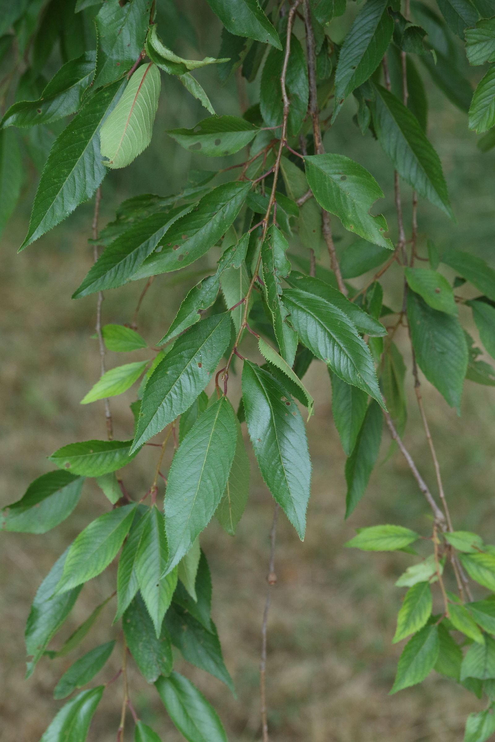 prunus_subhirtella1md