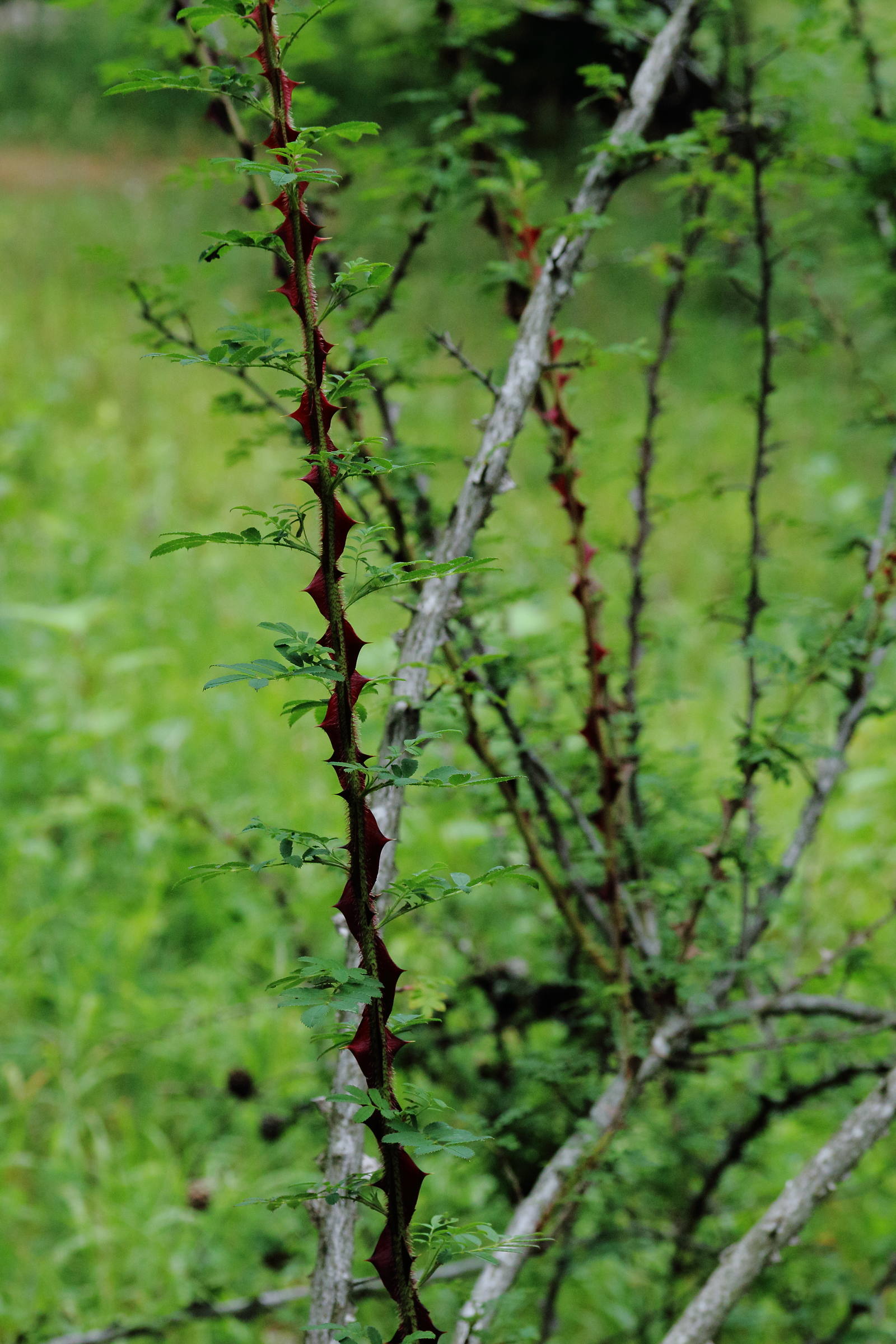 rosa_sericea_omeiensis3md