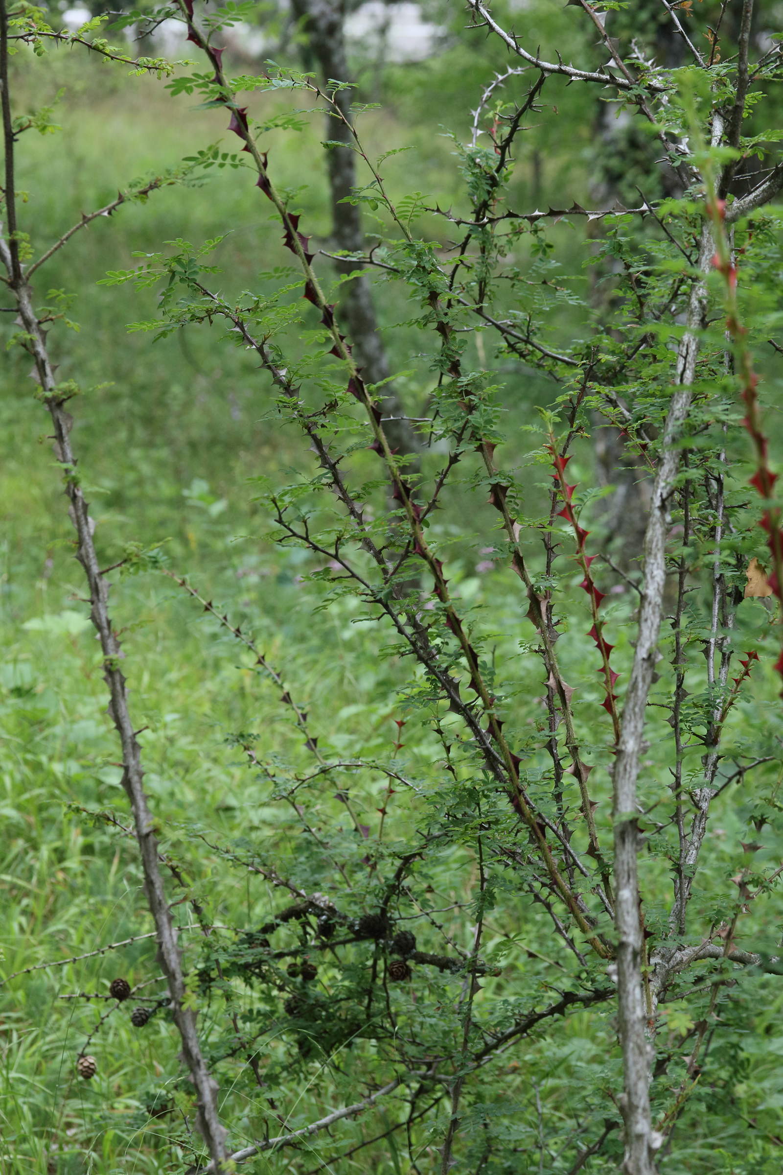 rosa_sericea_omeiensis4md