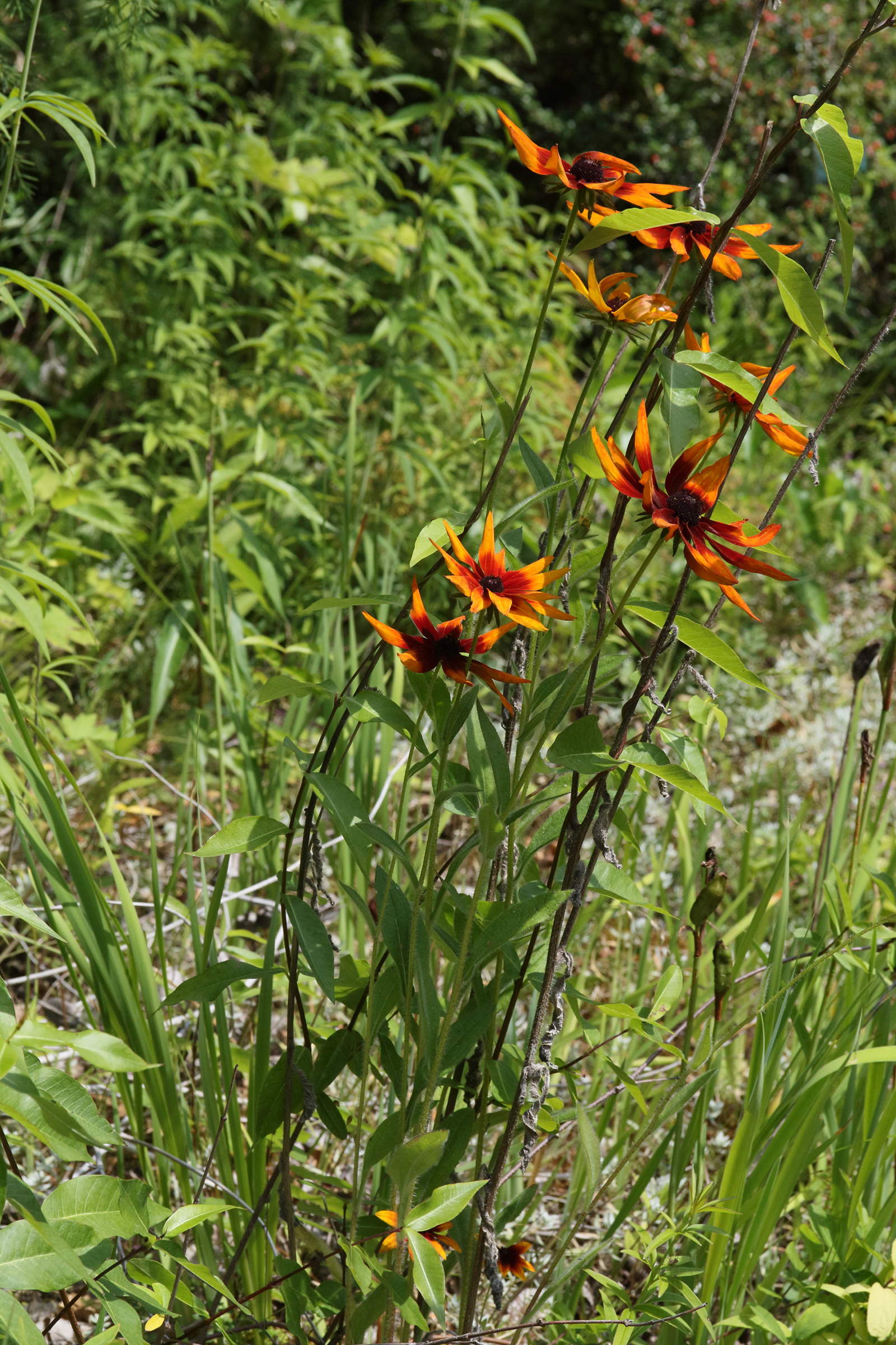 Afficher le média rudbeckia_hirta1md rudbeckia_hirta1md