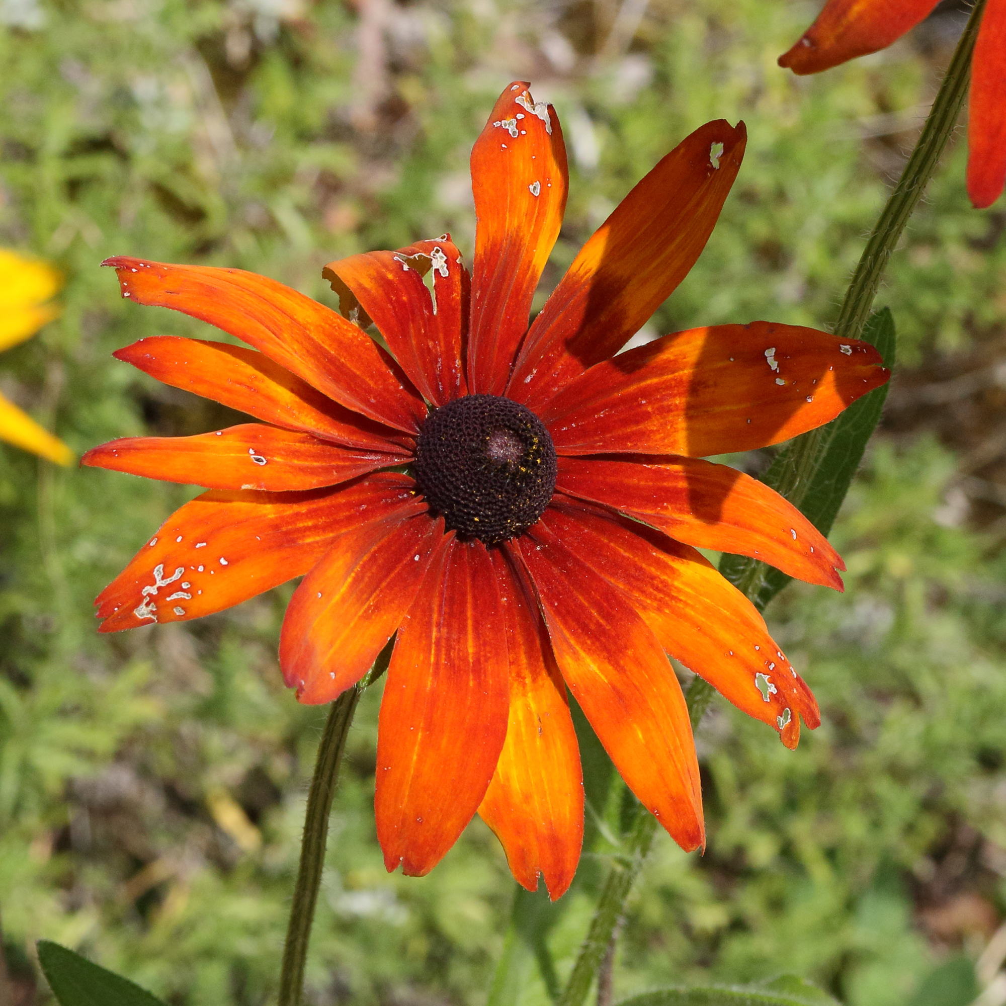 Afficher le média rudbeckia_hirta2md rudbeckia_hirta2md