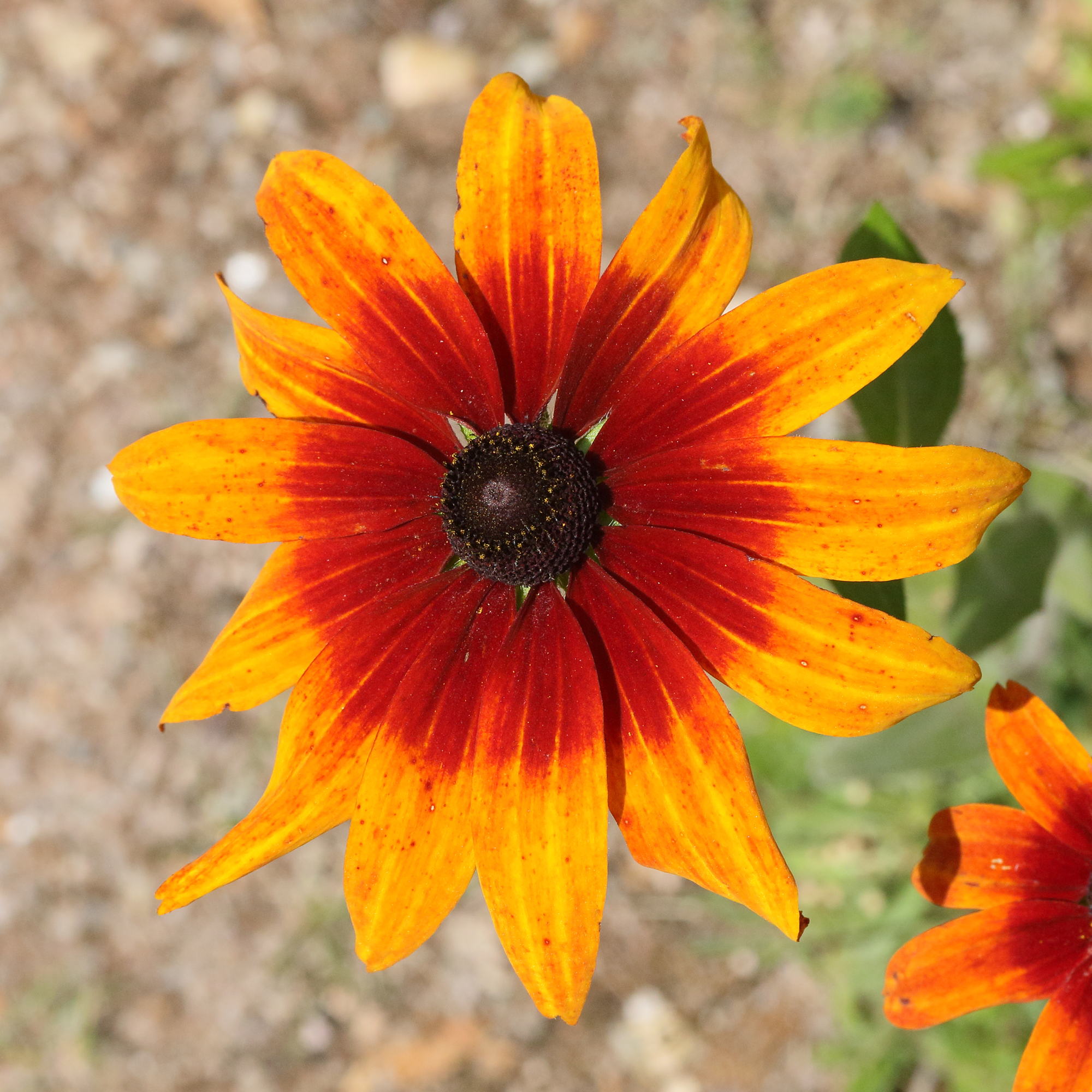 Afficher le média rudbeckia_hirta3md rudbeckia_hirta3md