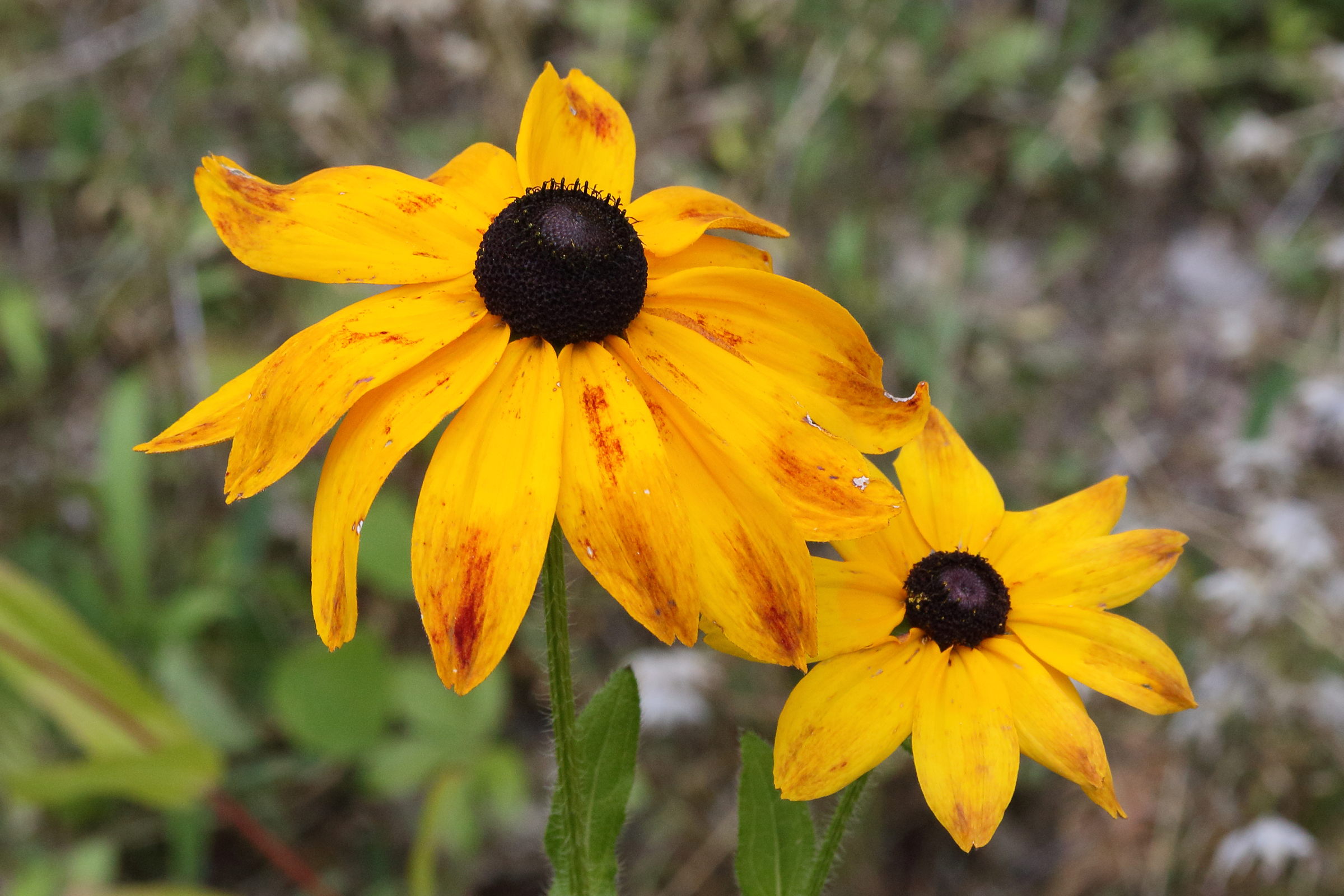 Afficher le média rudbeckia_hirta4md rudbeckia_hirta4md