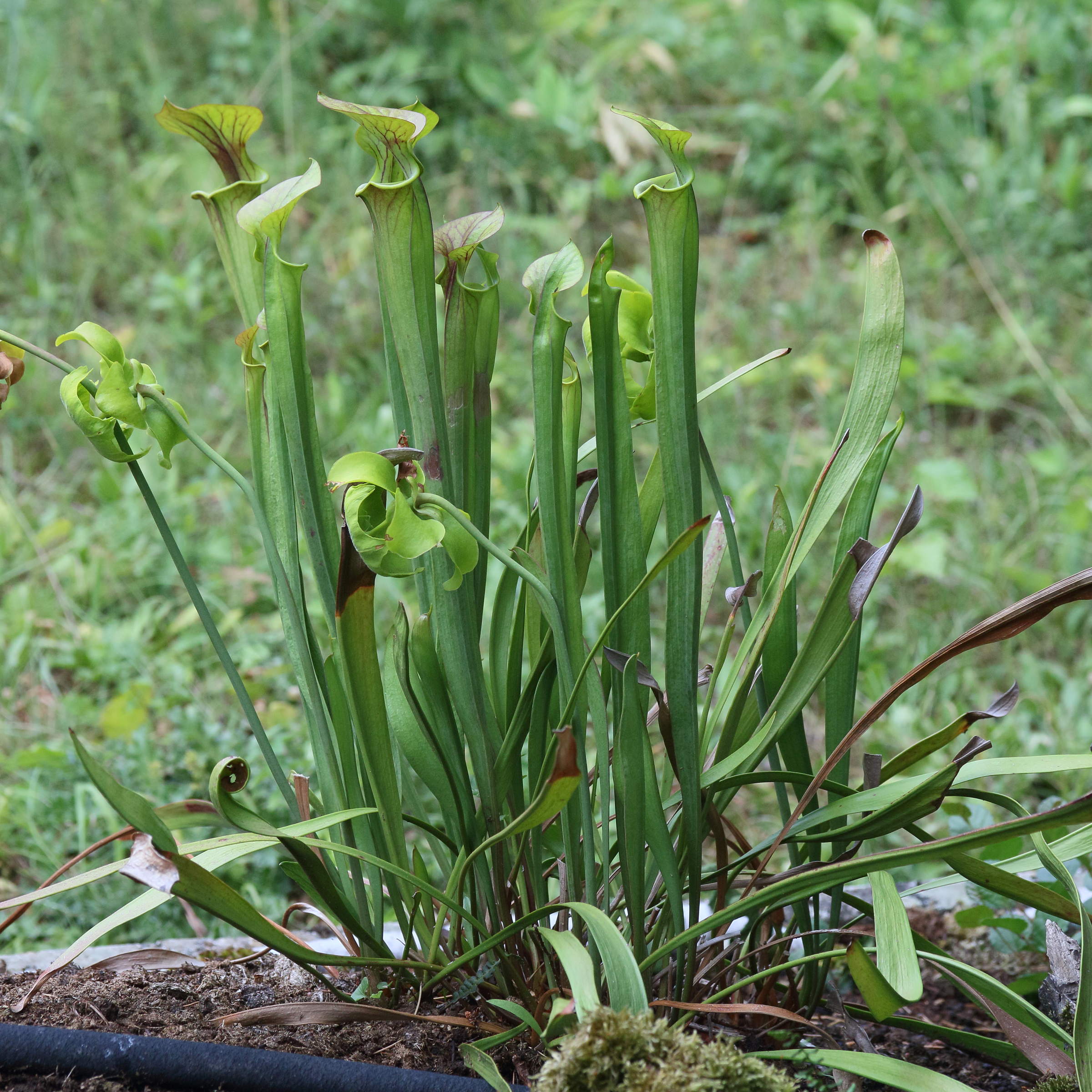 Afficher le média sarracenia_alata1md sarracenia_alata1md