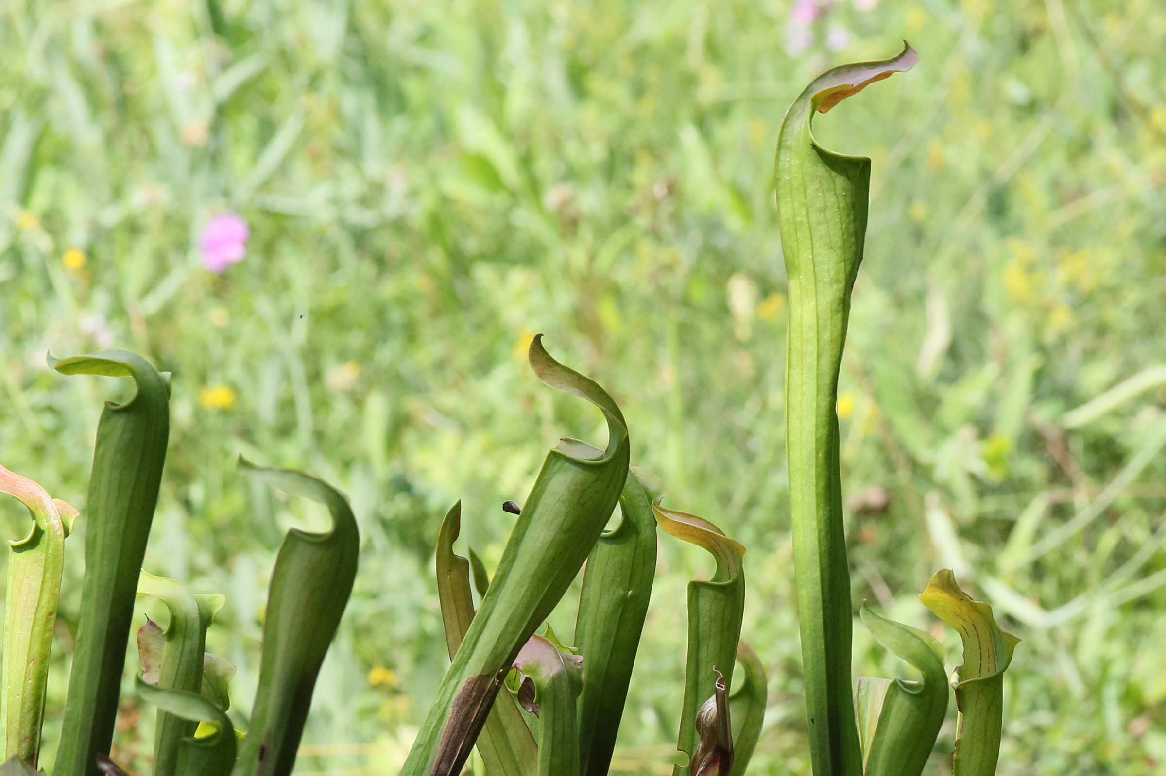 Afficher le média sarracenia_alata2md sarracenia_alata2md