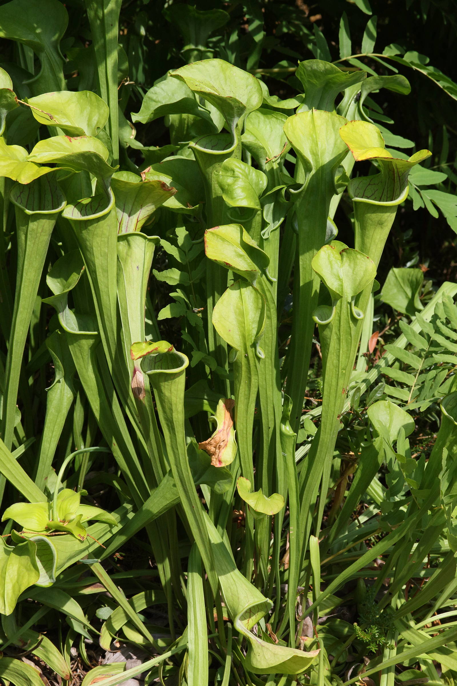 Afficher le média sarracenia_oreophila1md sarracenia_oreophila1md