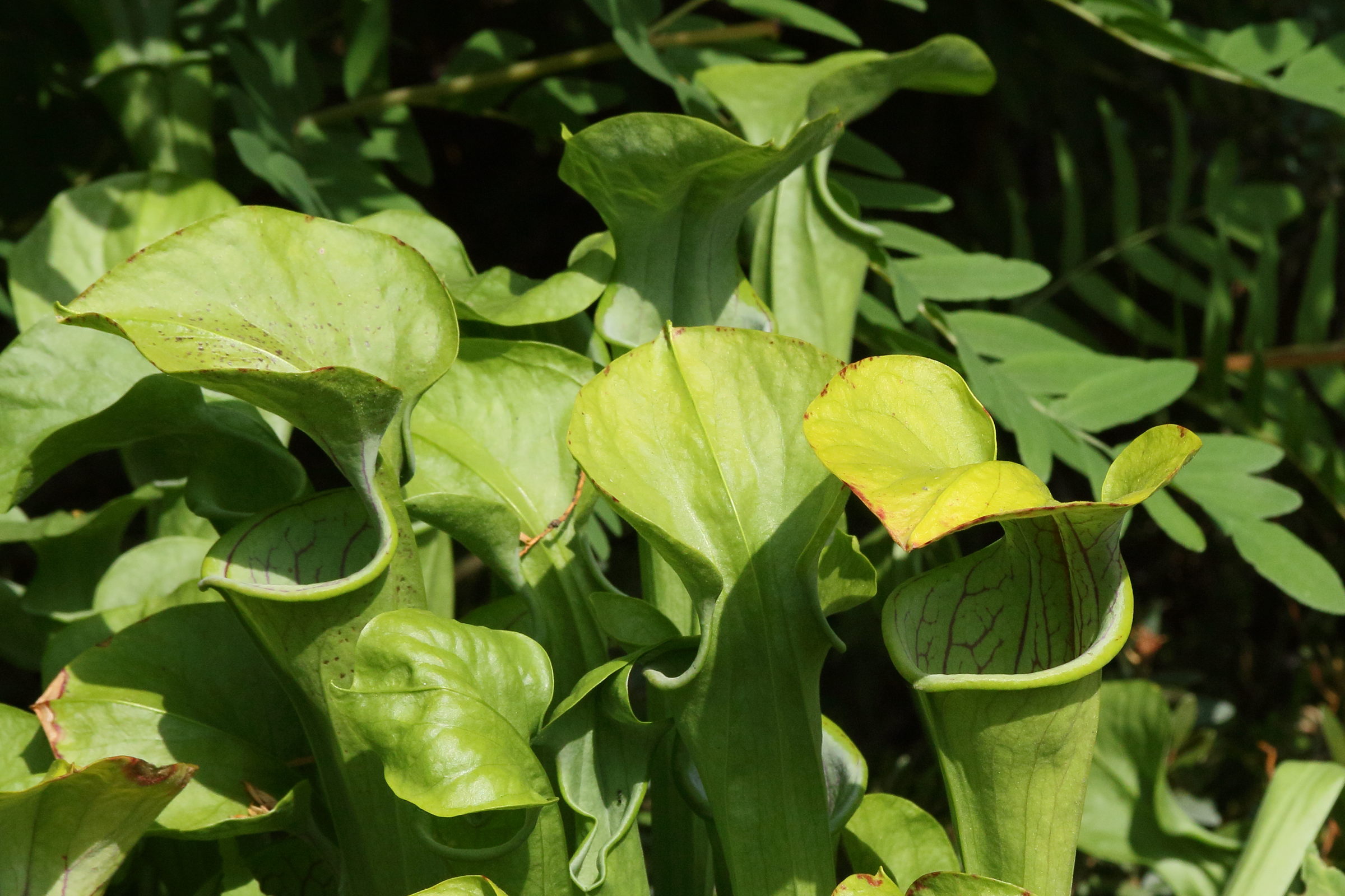 Afficher le média sarracenia_oreophila2md sarracenia_oreophila2md