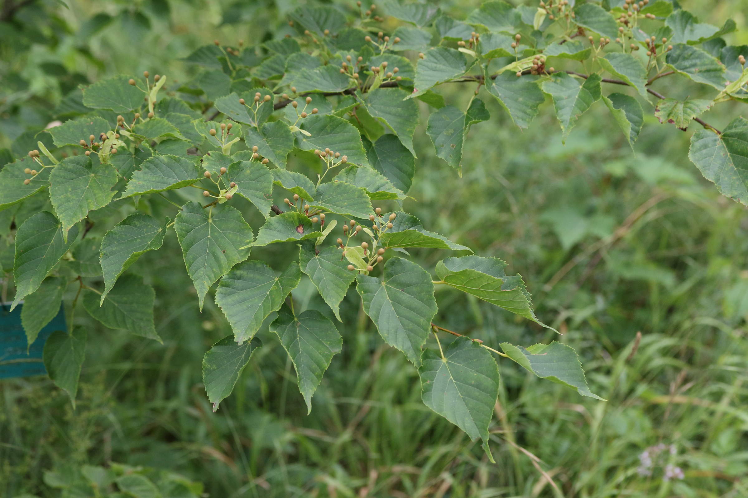tilia_amurensis_taquetii1md