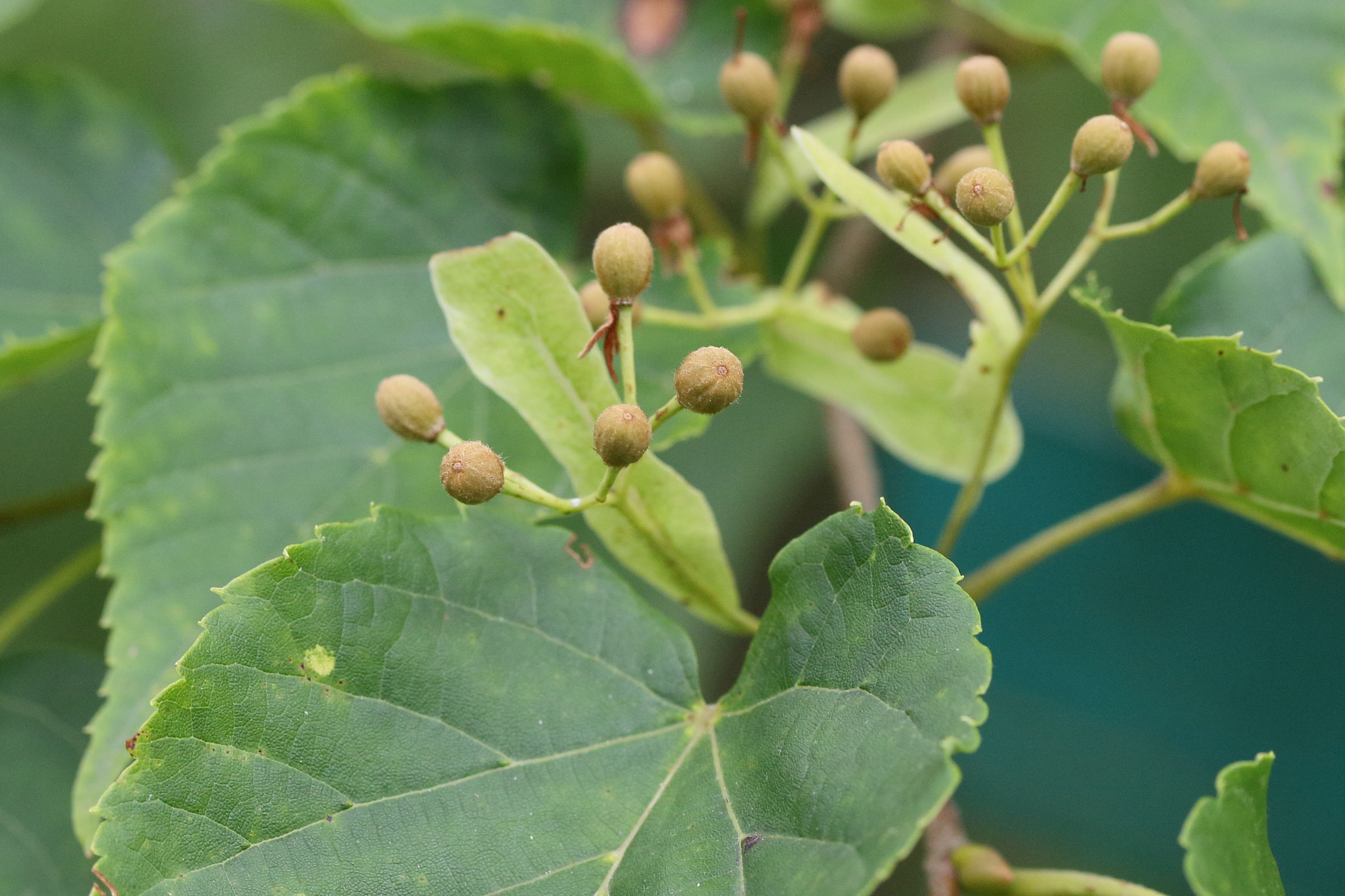 tilia_amurensis_taquetii2md