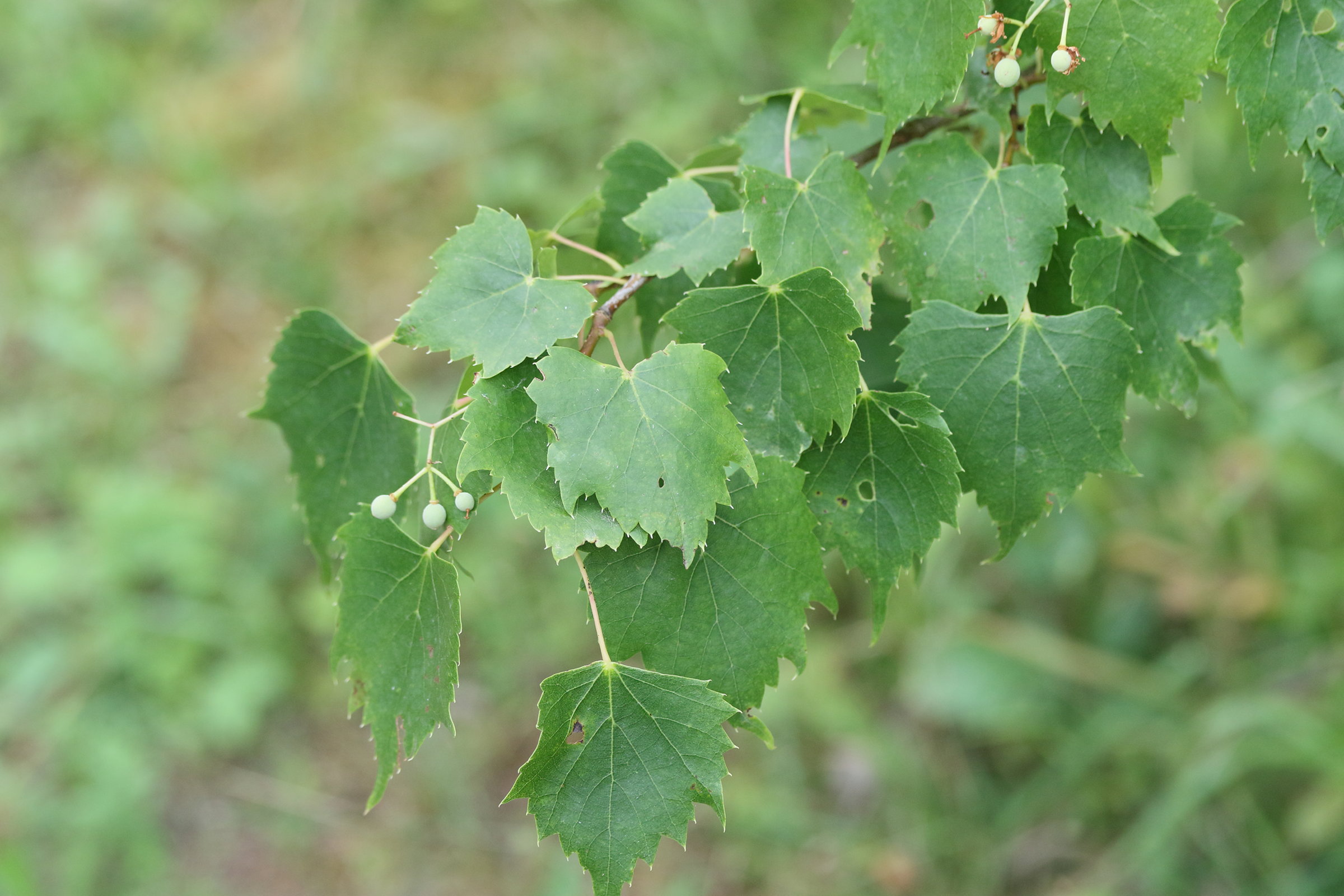 tilia_mongolica1md