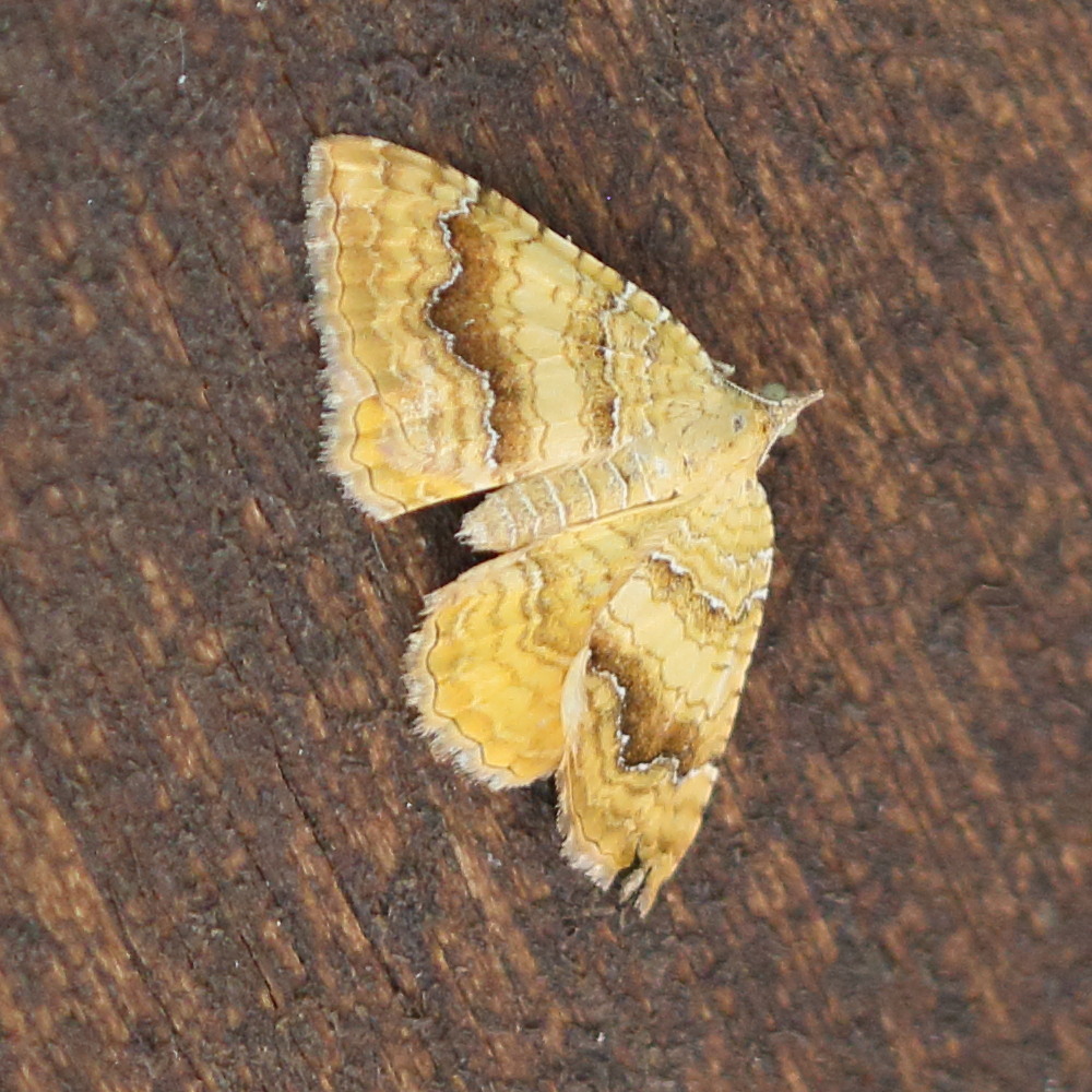 Afficher le média camptogramma_bilineata8bd camptogramma_bilineata8bd