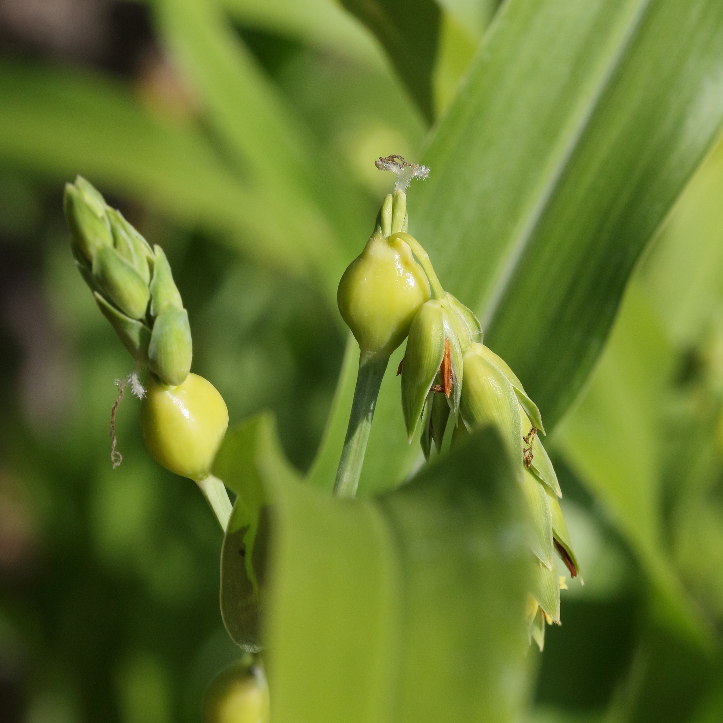 coix_lacrtma-jobi1md