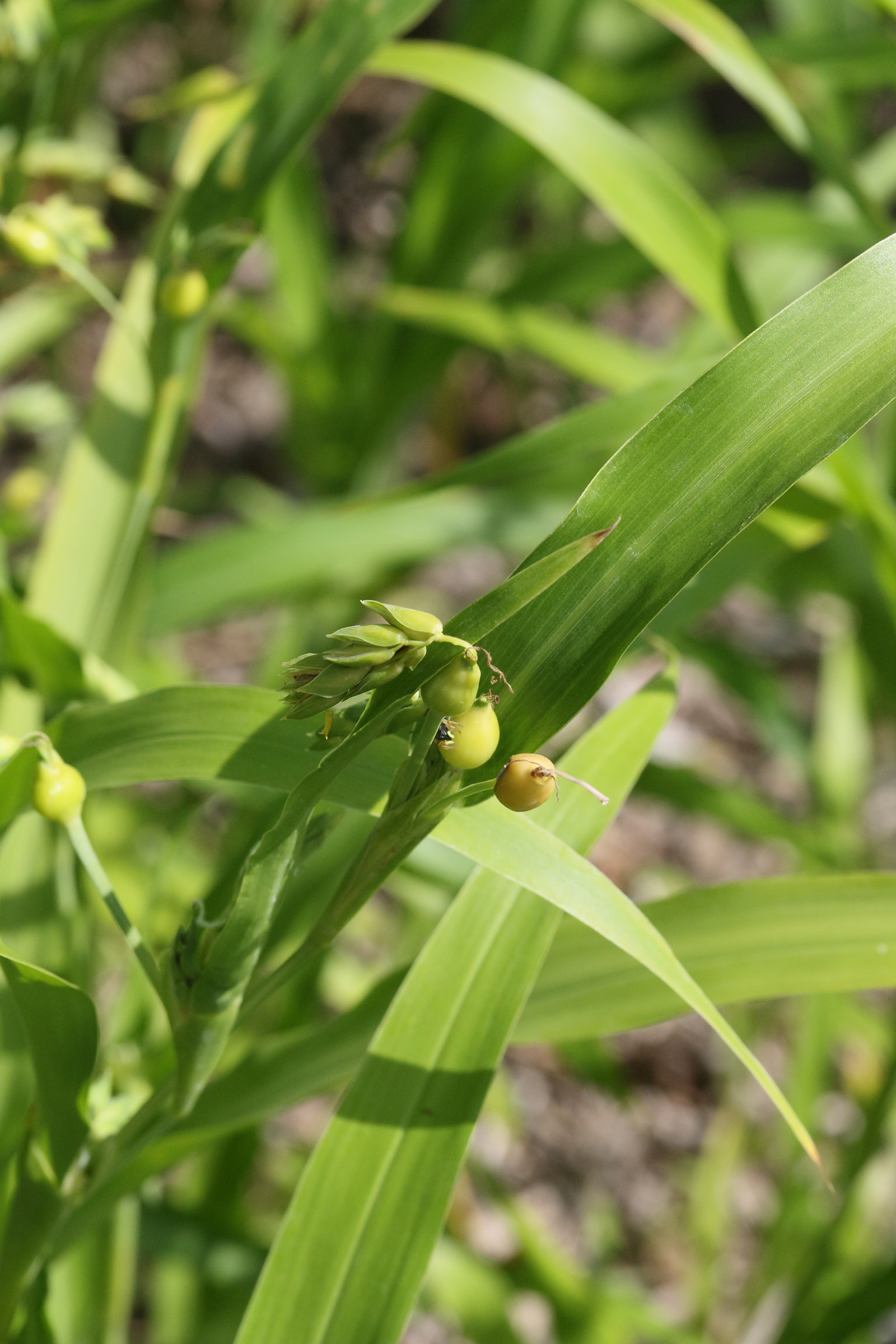 coix_lacrtma-jobi2md