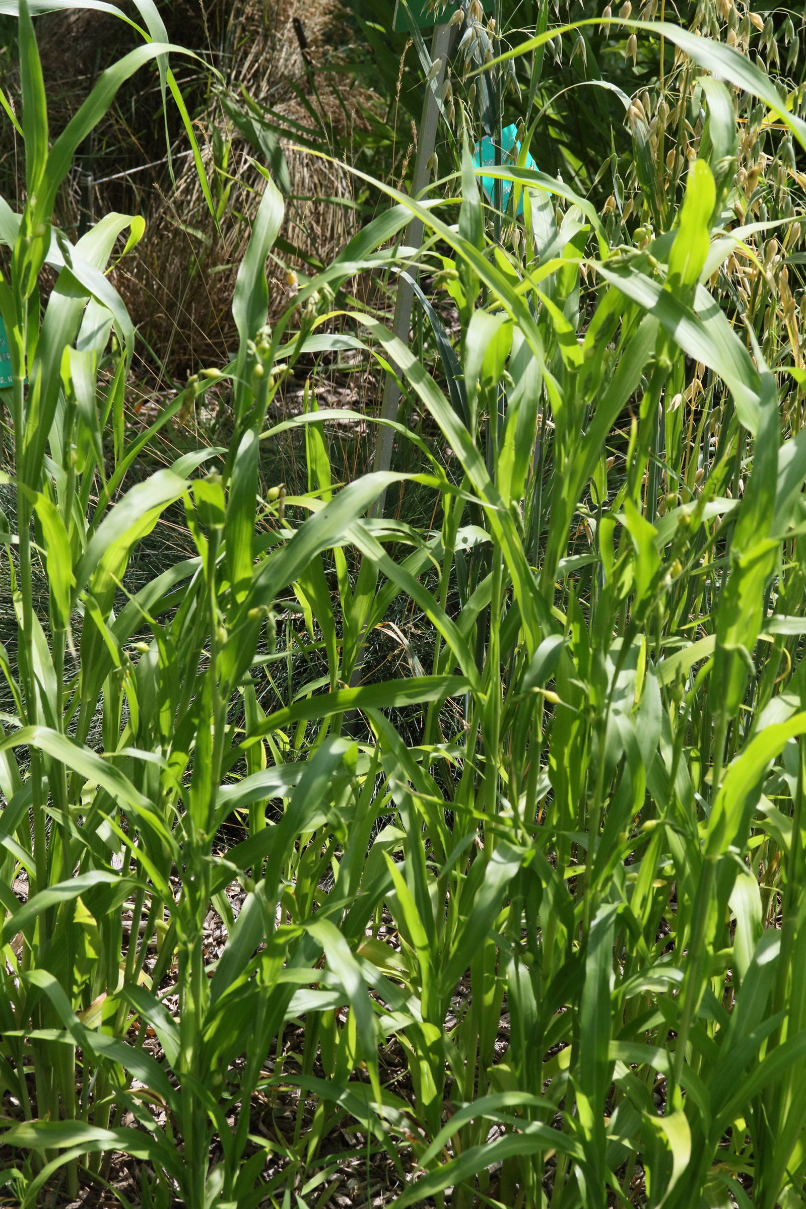 coix_lacrtma-jobi3md