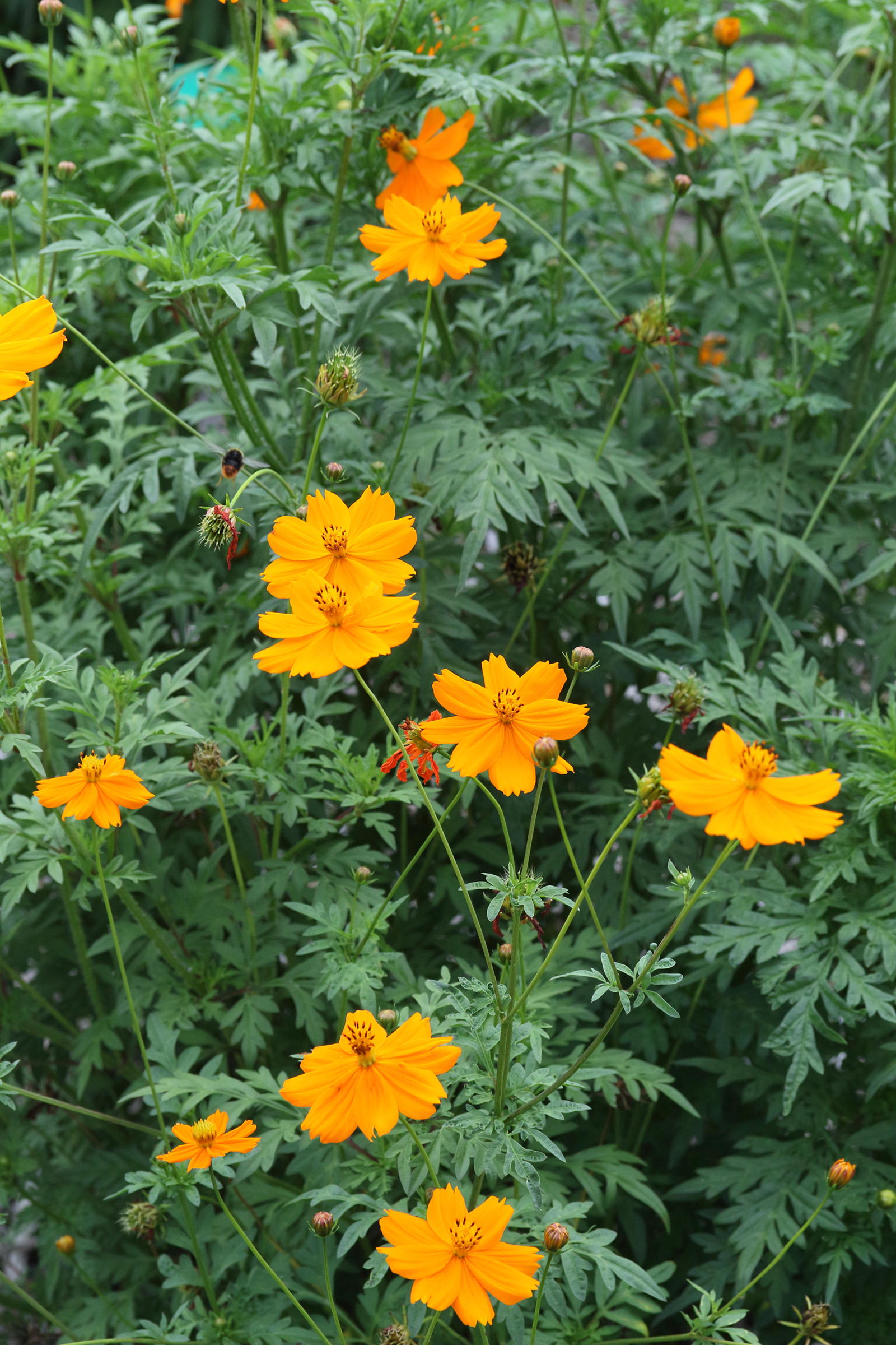 Afficher le média cosmos_sulphureus1md cosmos_sulphureus1md